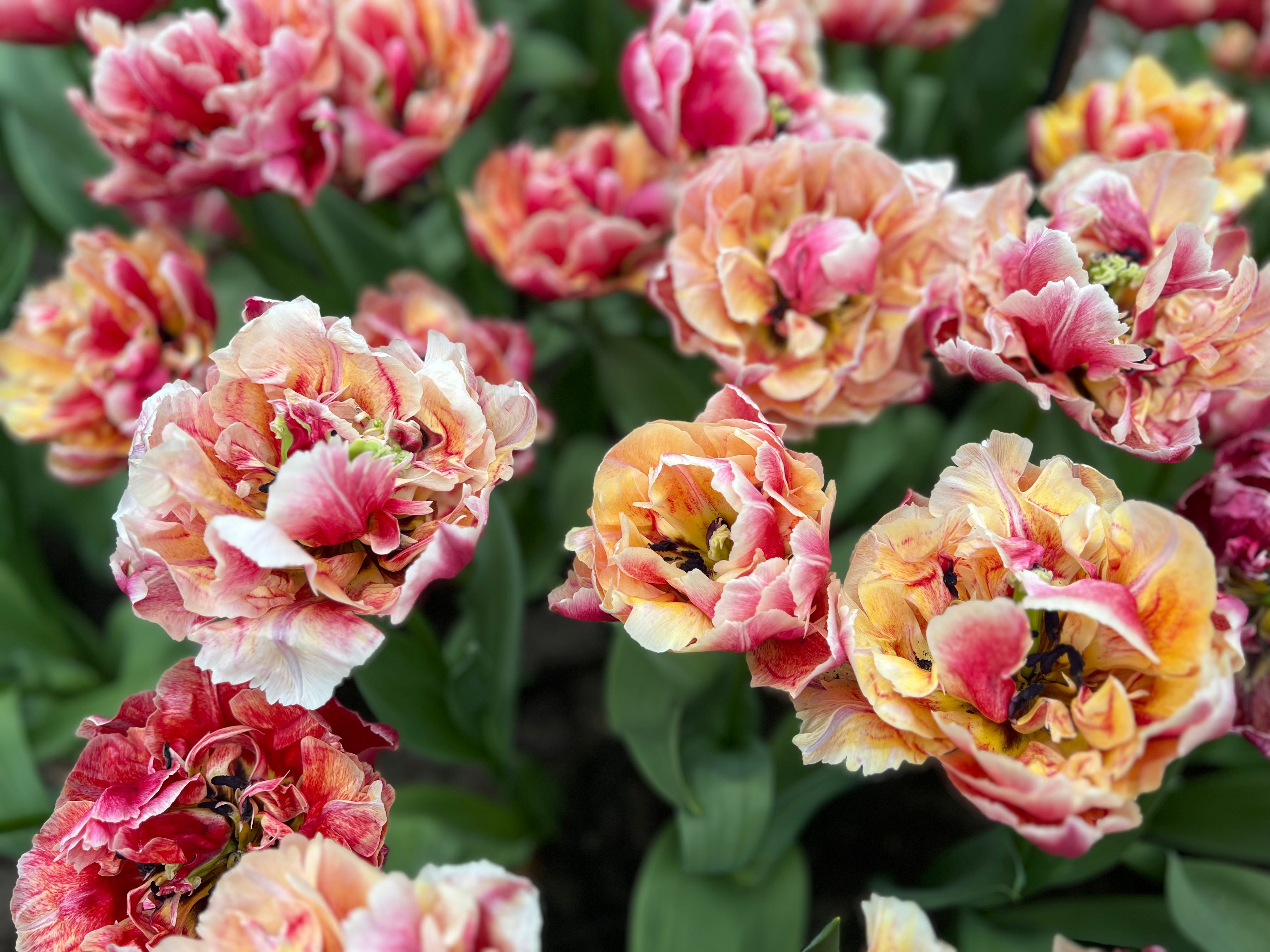 Verona Sunrise Tulip Bulbs - COMING SEPTEMBER 7TH AT 5PM