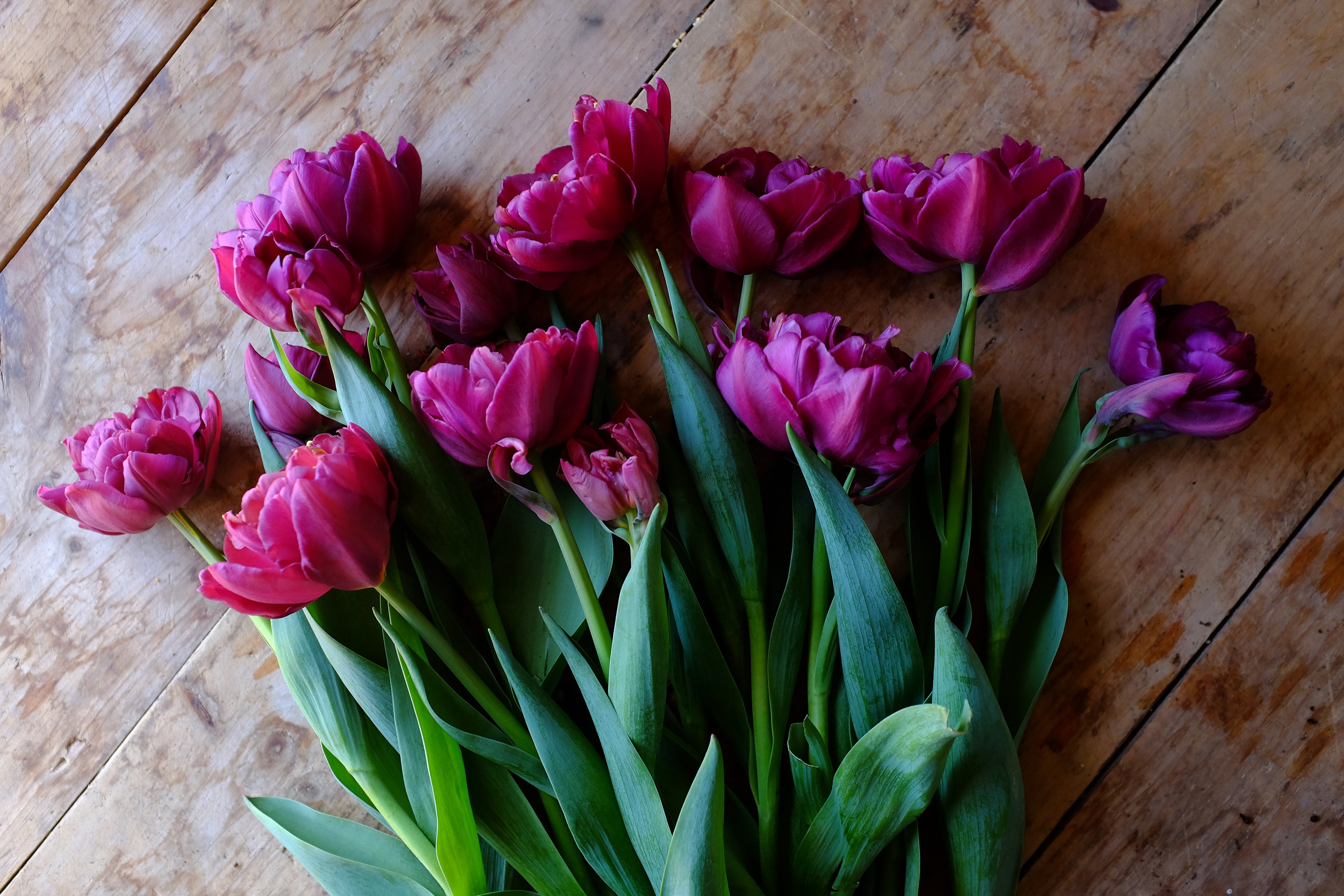 Alison Bradley Tulip Bulbs