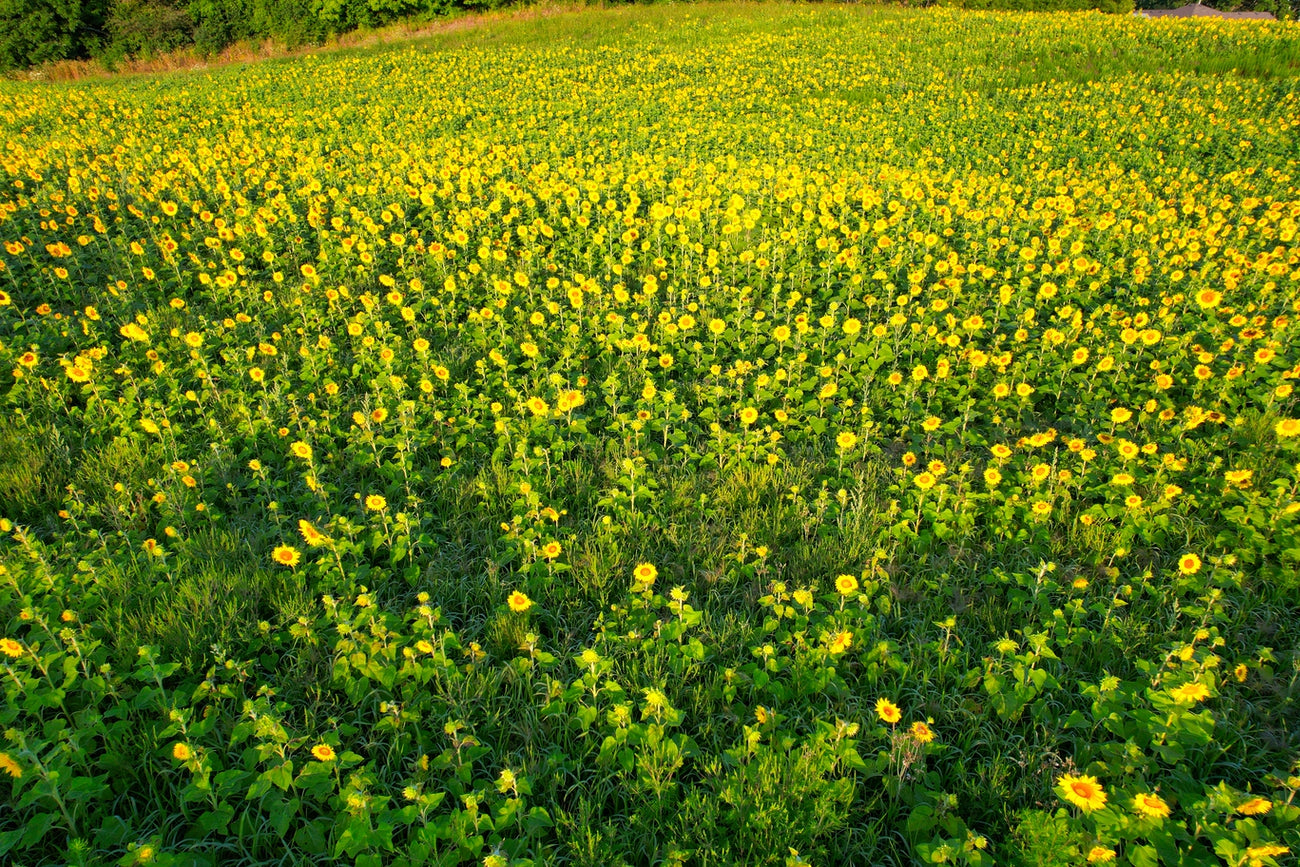 Sunflower Field Visit: Friday August 7th