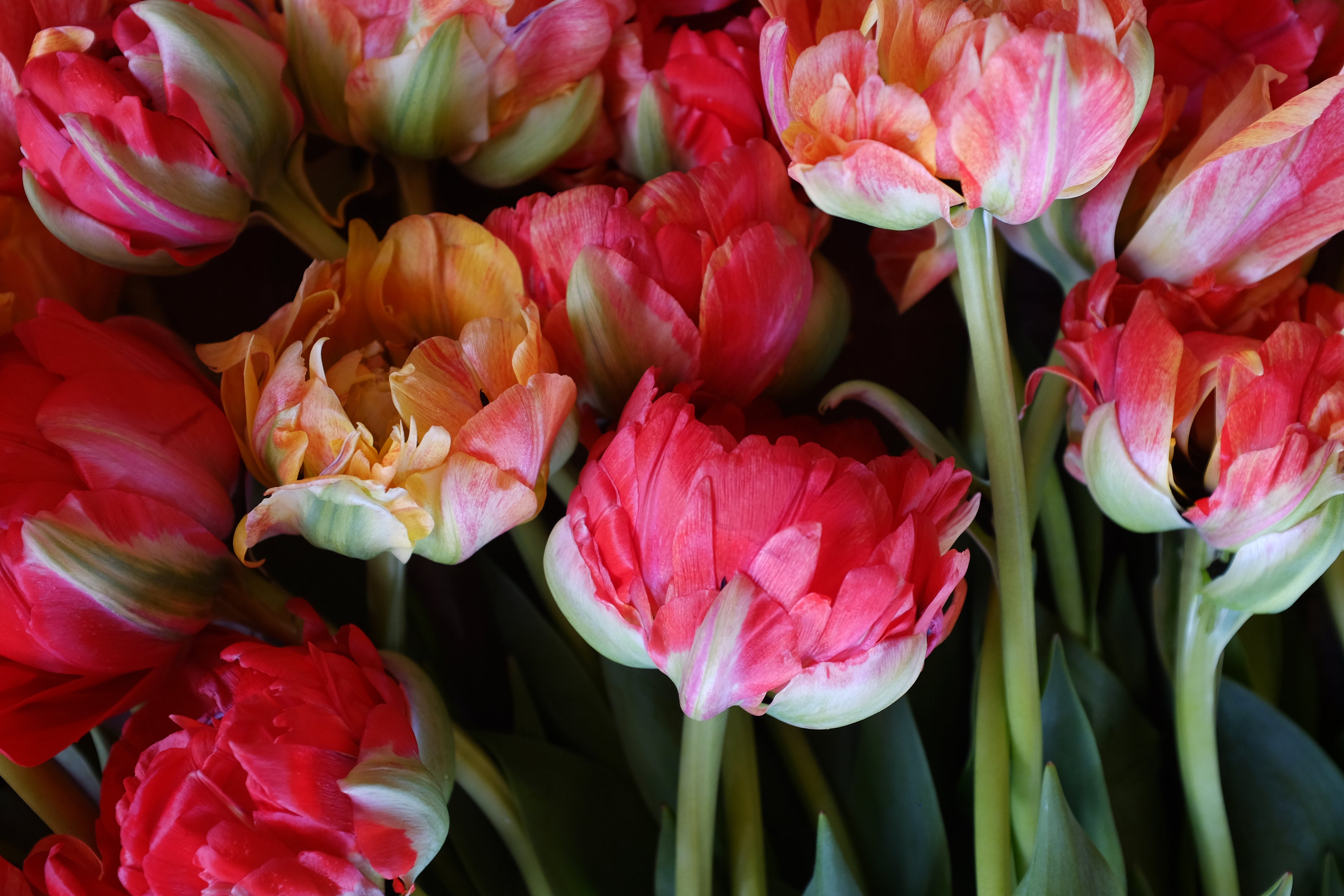 Double Gudoshnik Tulip Bulbs
