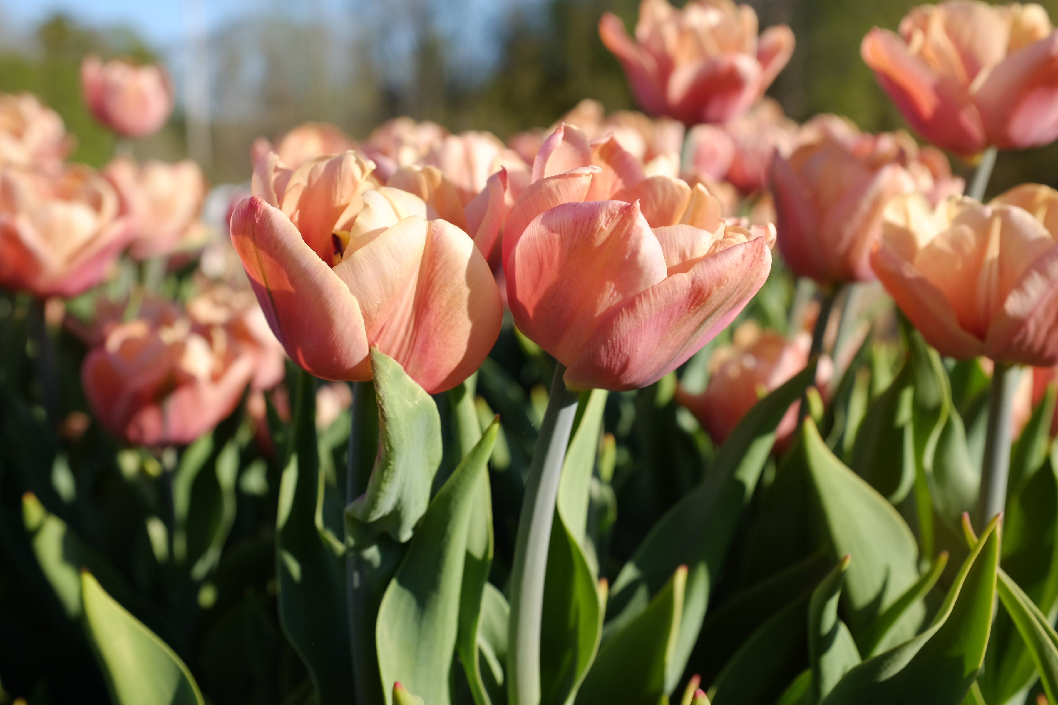 La Belle Epoque Tulip Bulbs