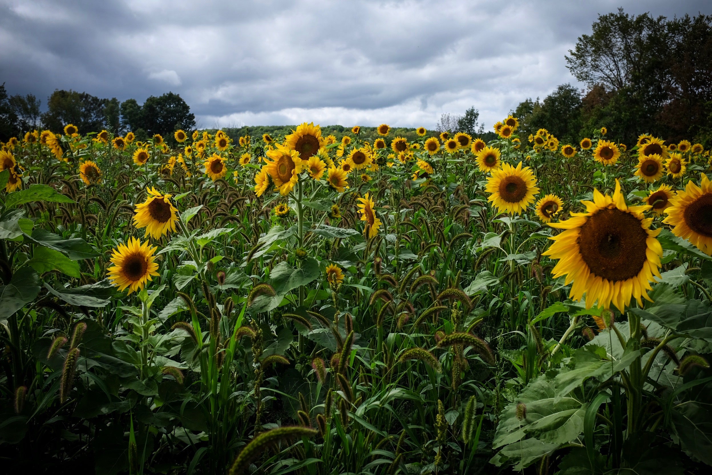 Sunflower Field Visit: Friday August 7th