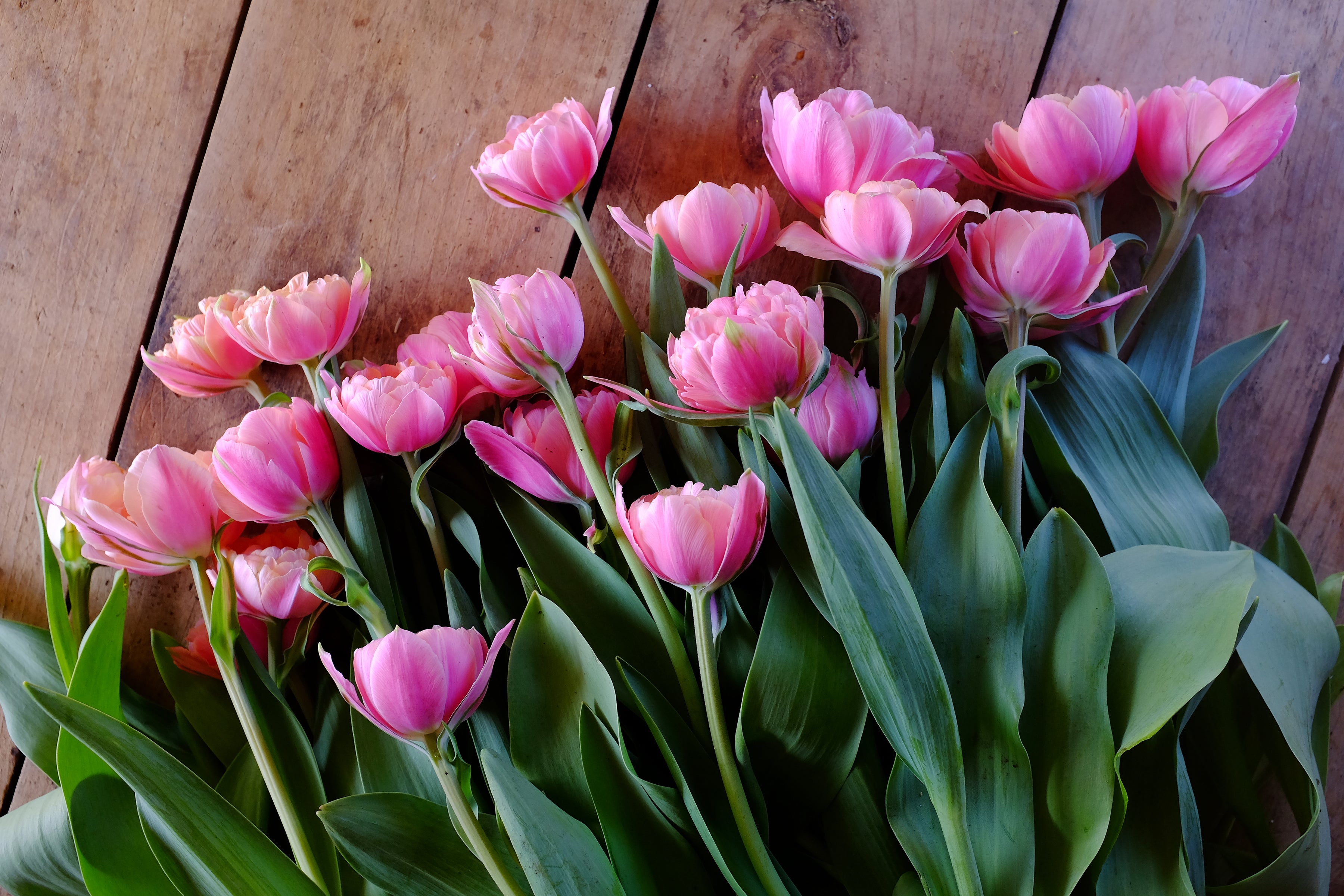 Pink Cameo Tulip Bulbs