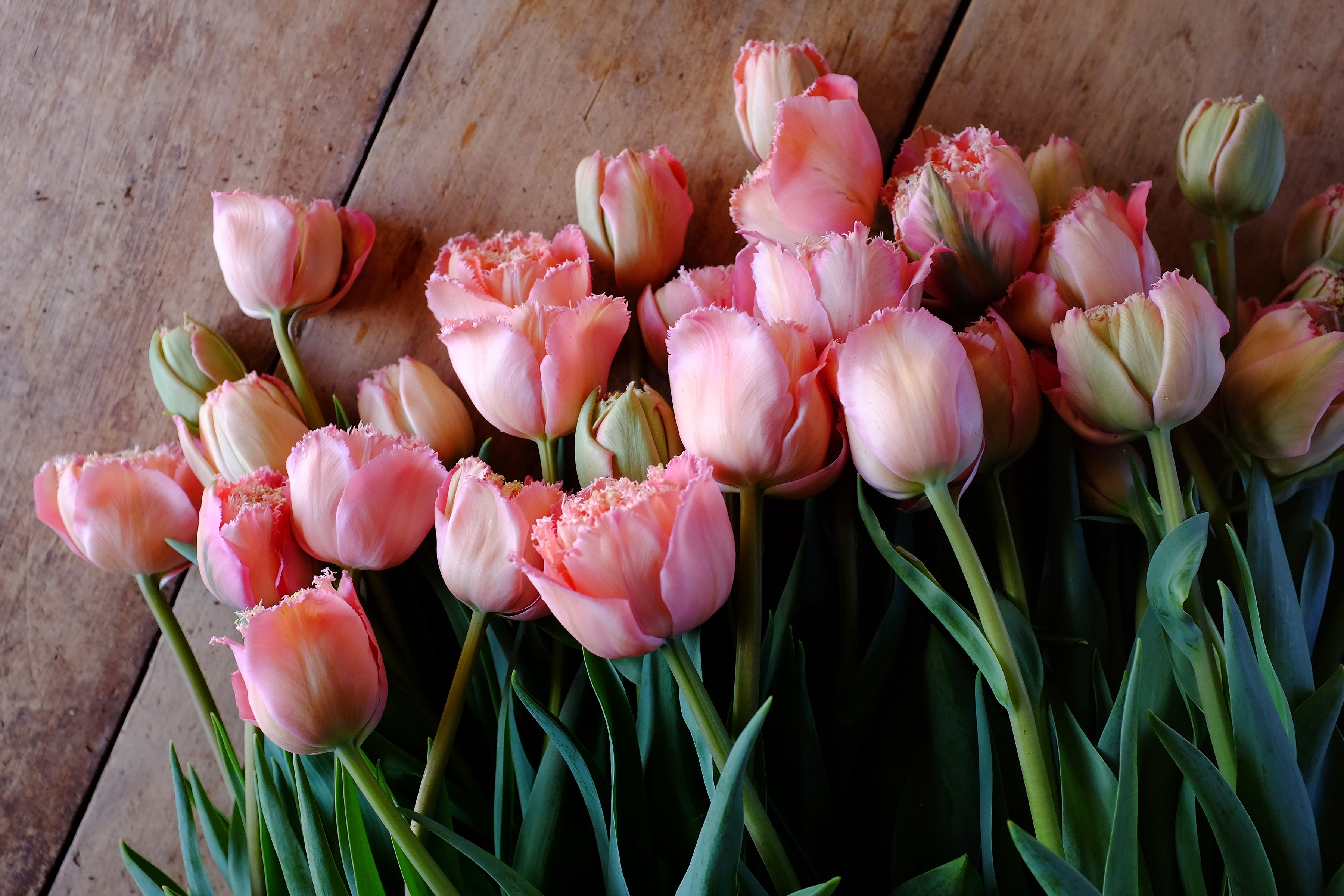 Pink Magic Tulip Bulbs