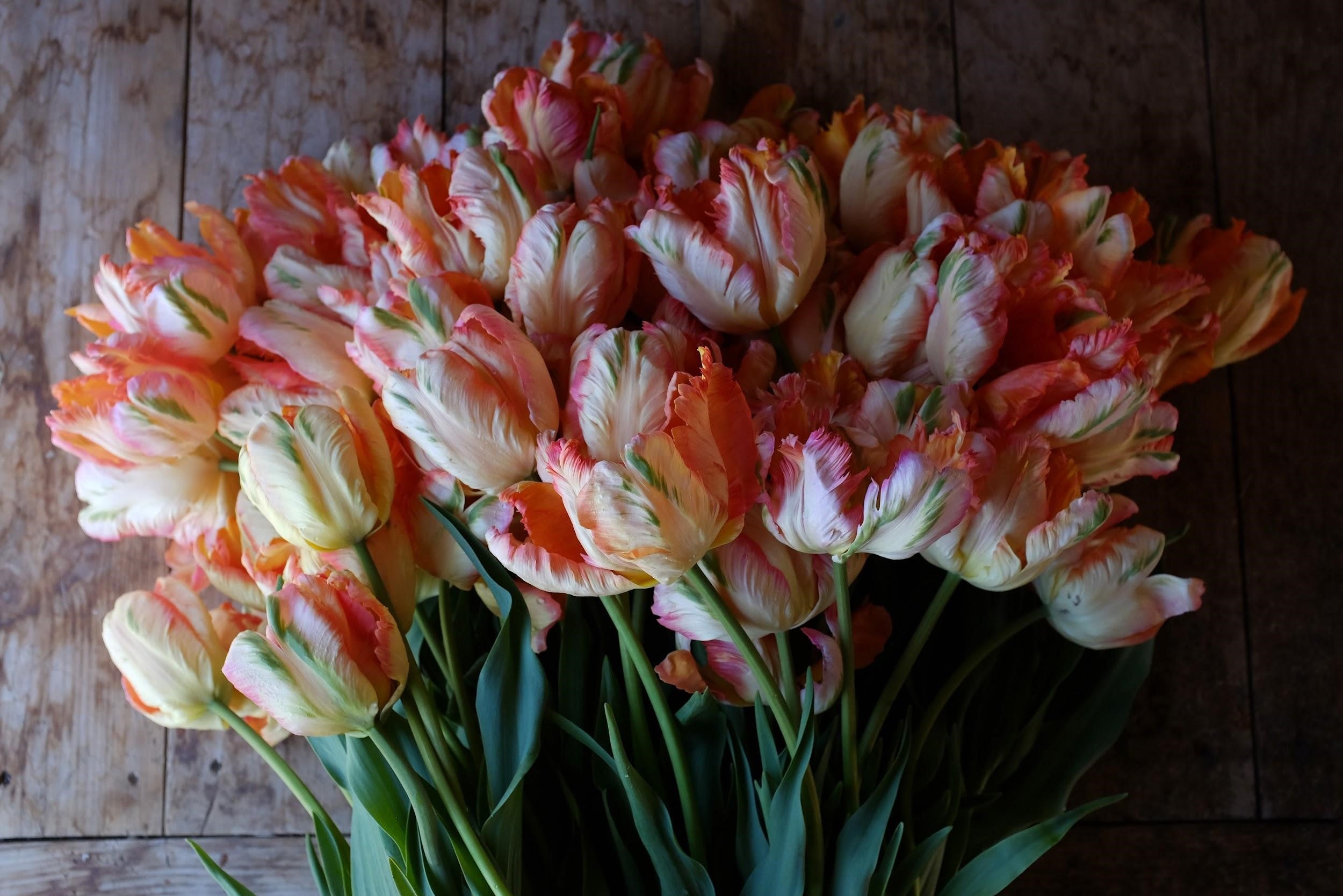 White, salmon and blush tulips