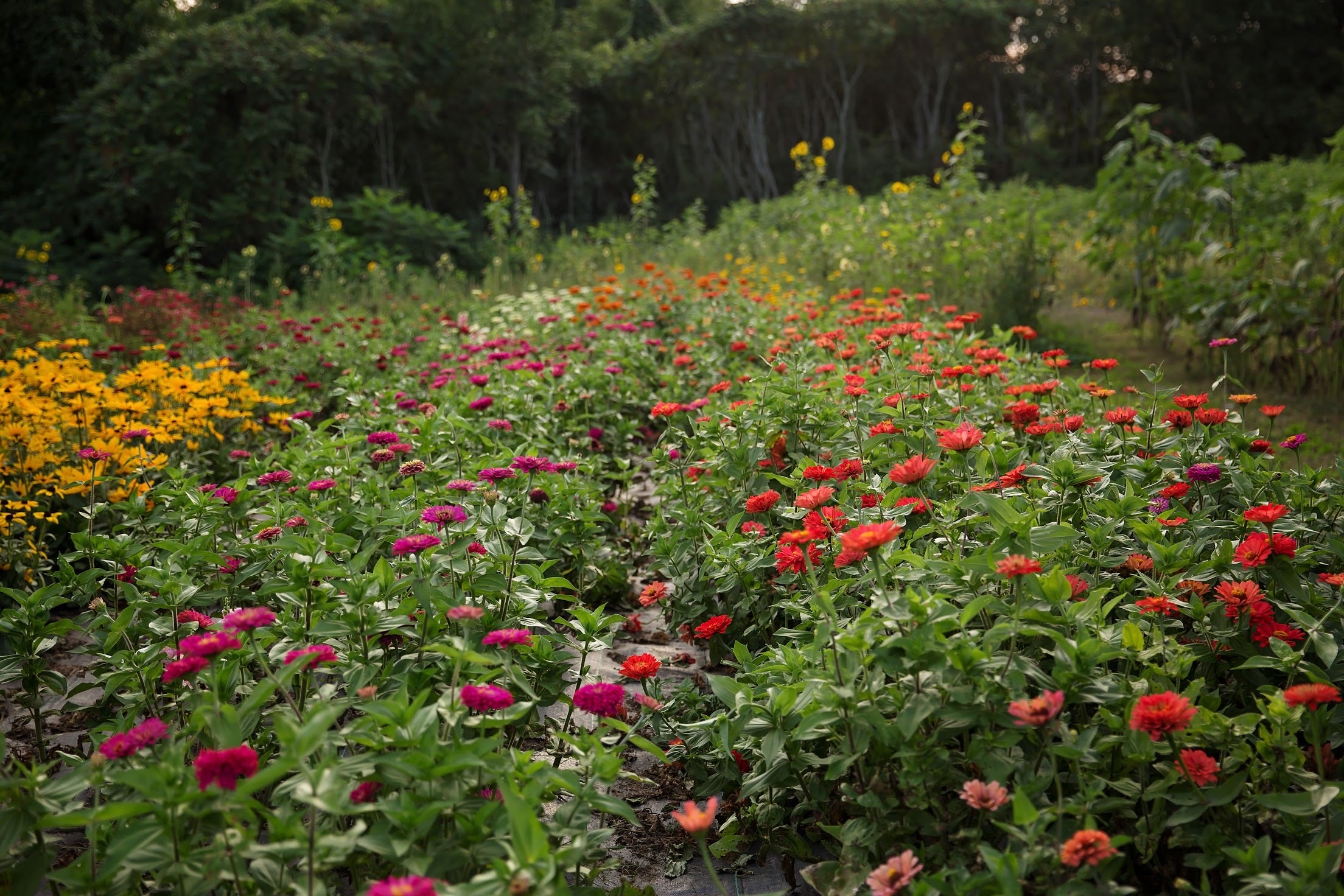 Flower farm