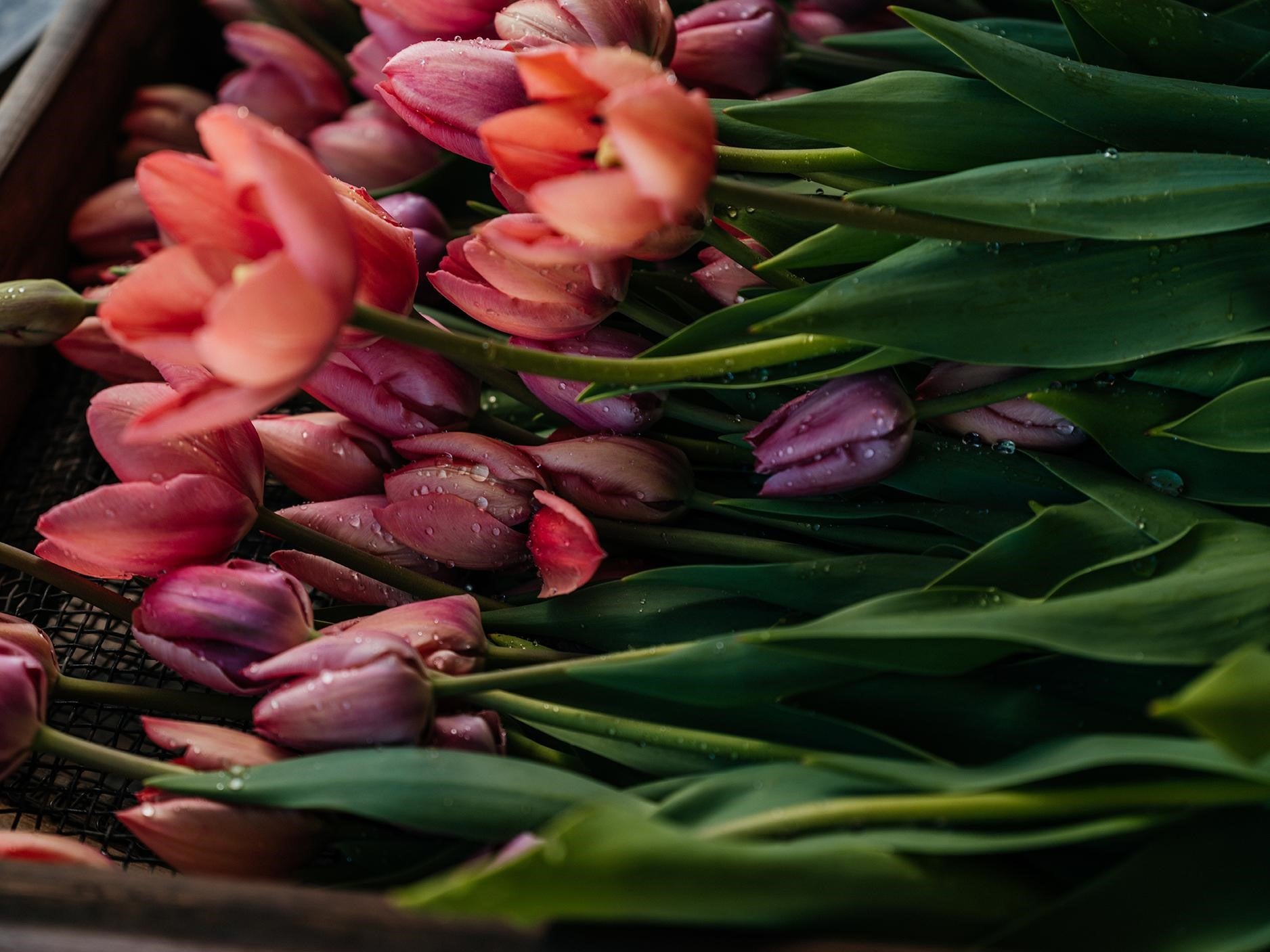 Mystic Van Eijk Tulip Bulbs - COMING SEPTEMBER 7TH AT 5PM