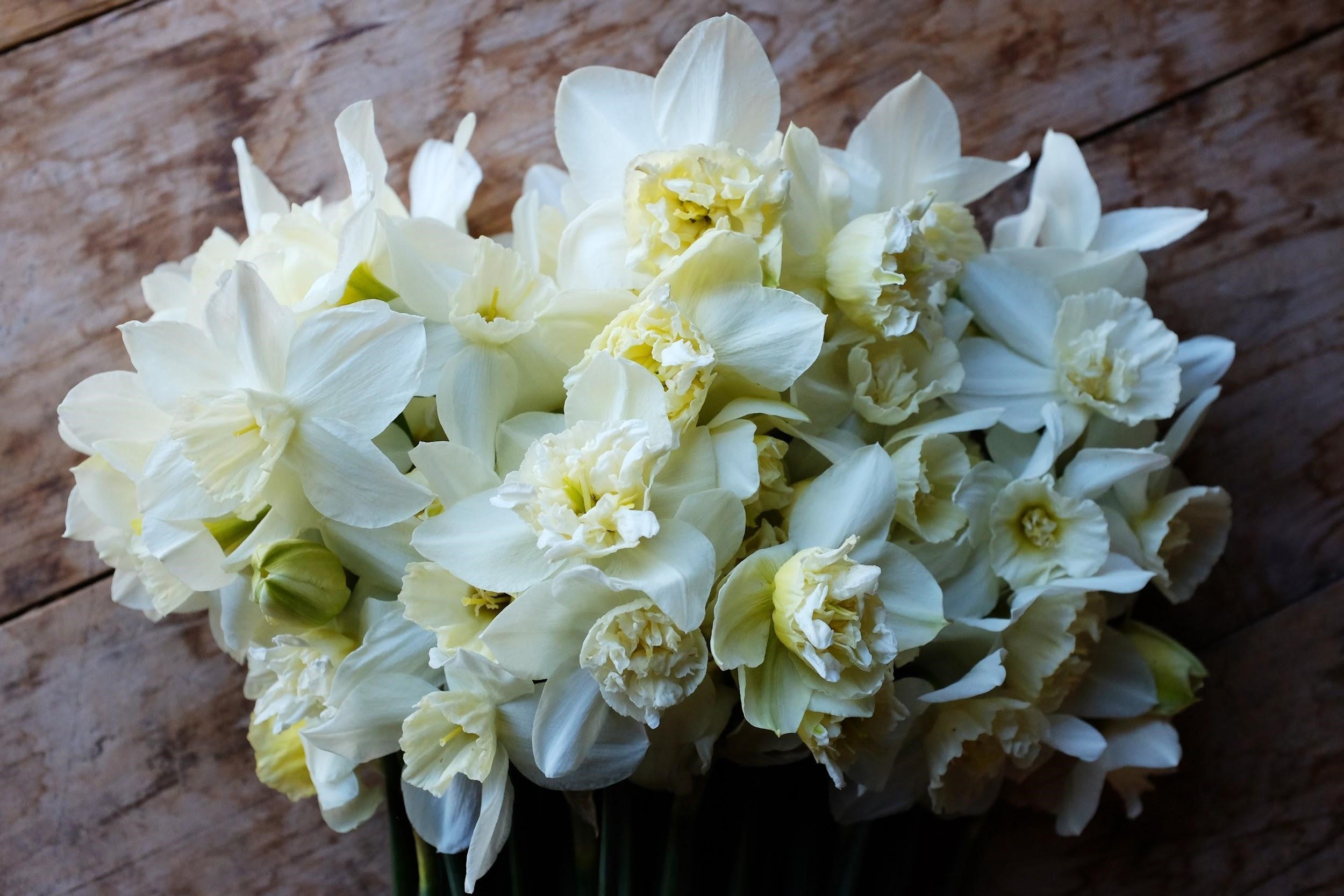 White Marvel Daffodil Bulbs