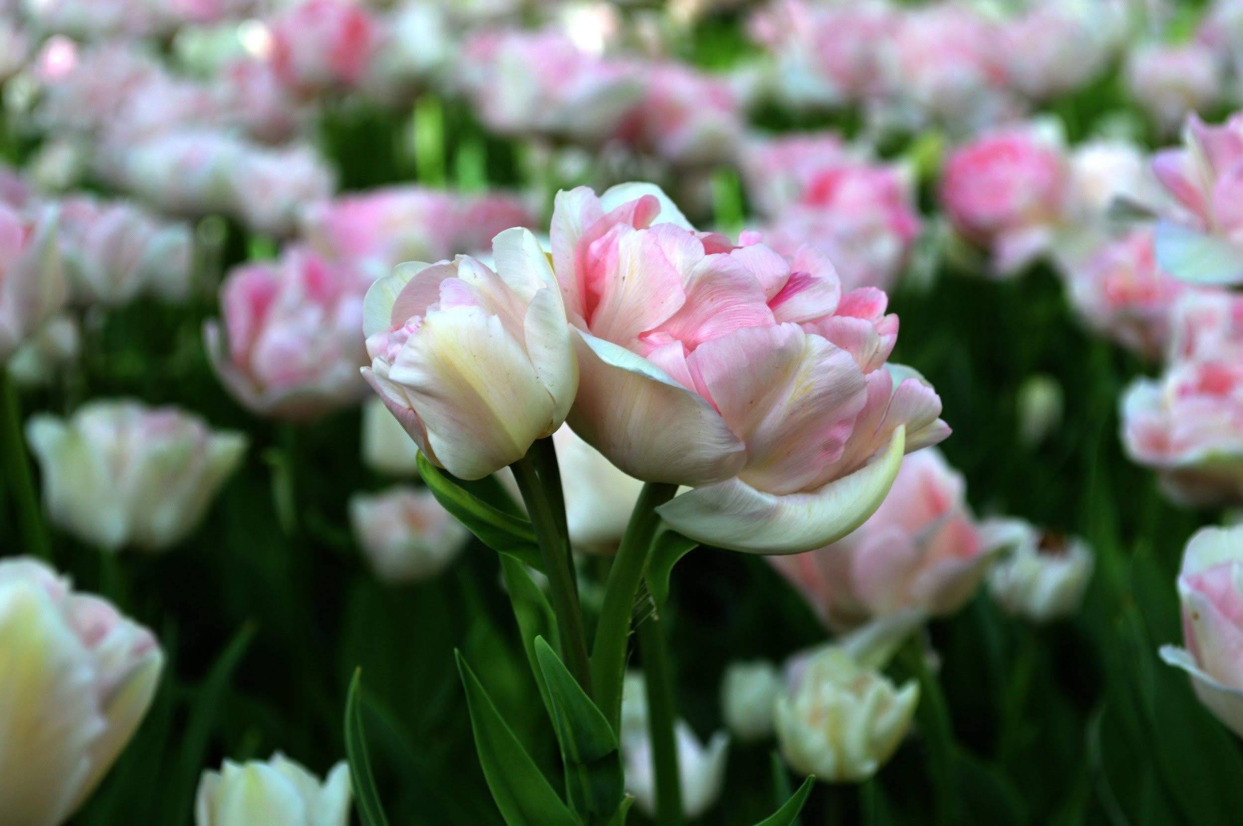 Angelique Tulip Bulbs - COMING SEPTEMBER 7TH AT 5PM