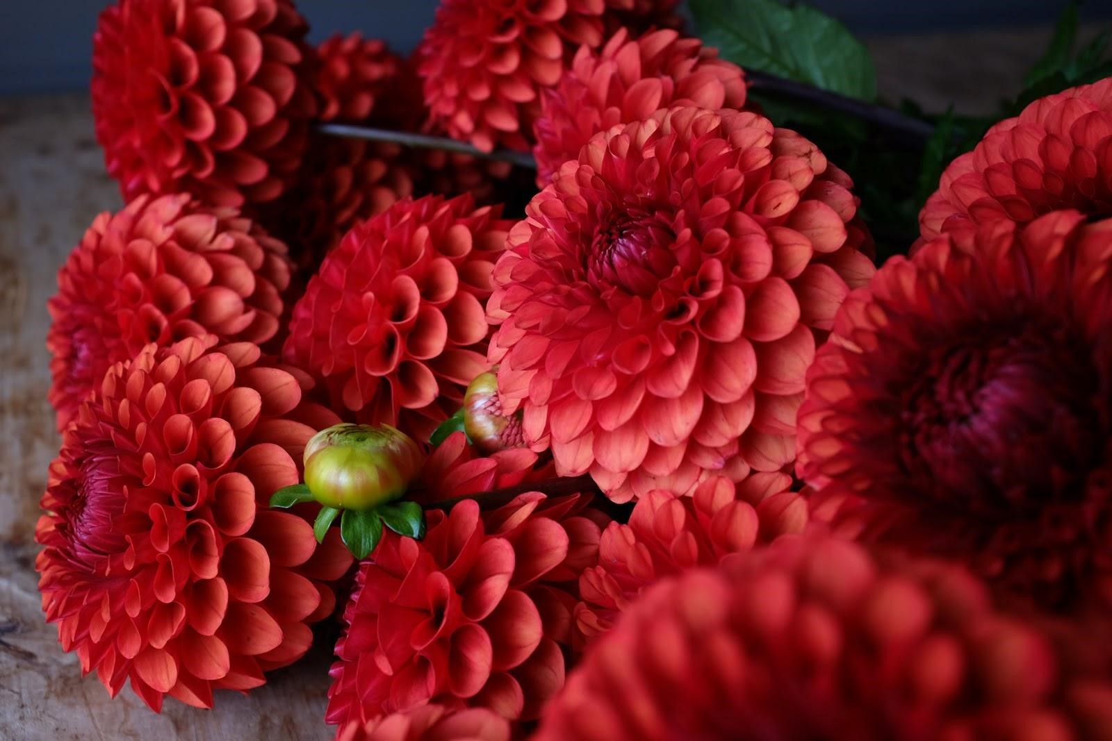 Red Dahlia tubers