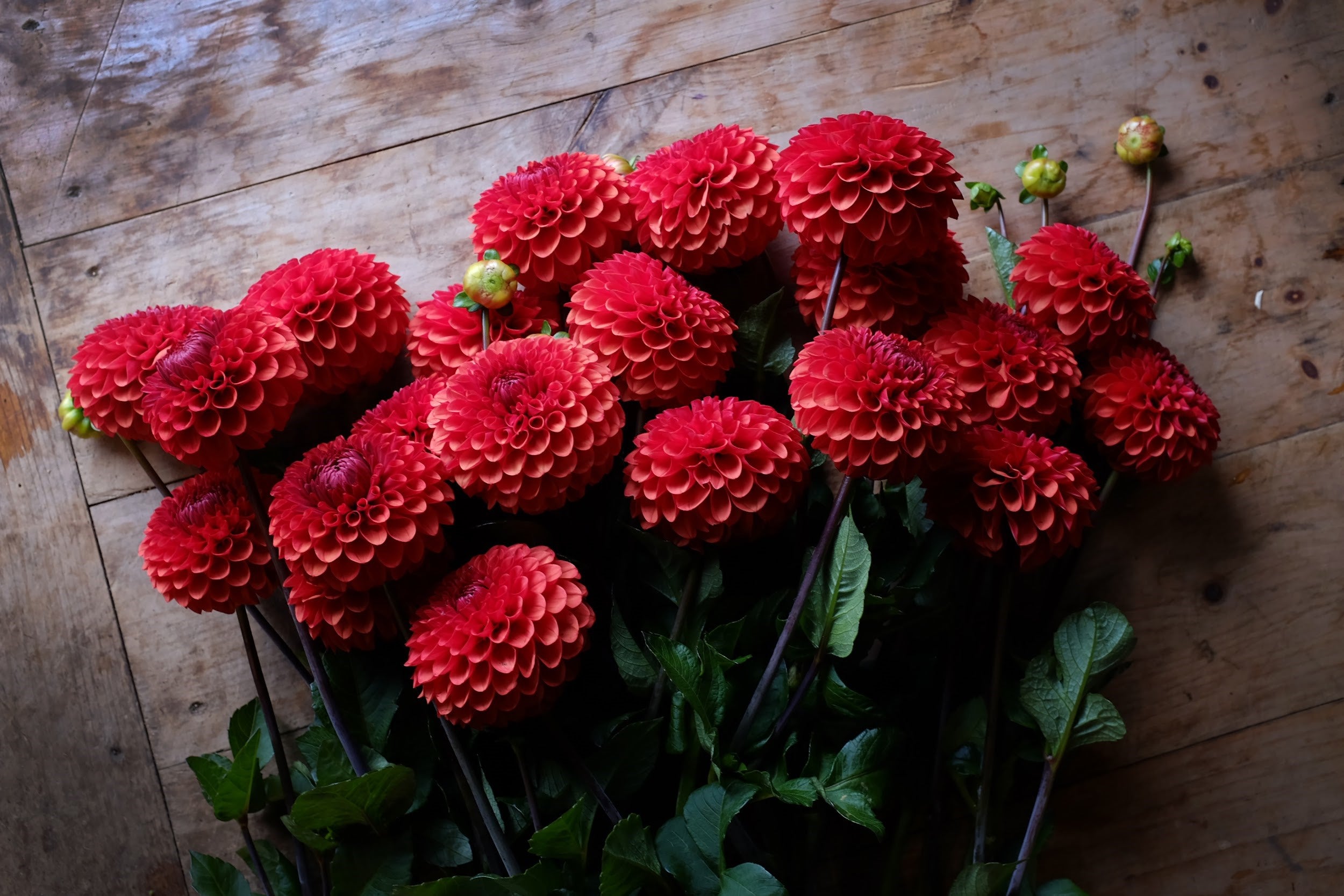 Red Dahlia tubers