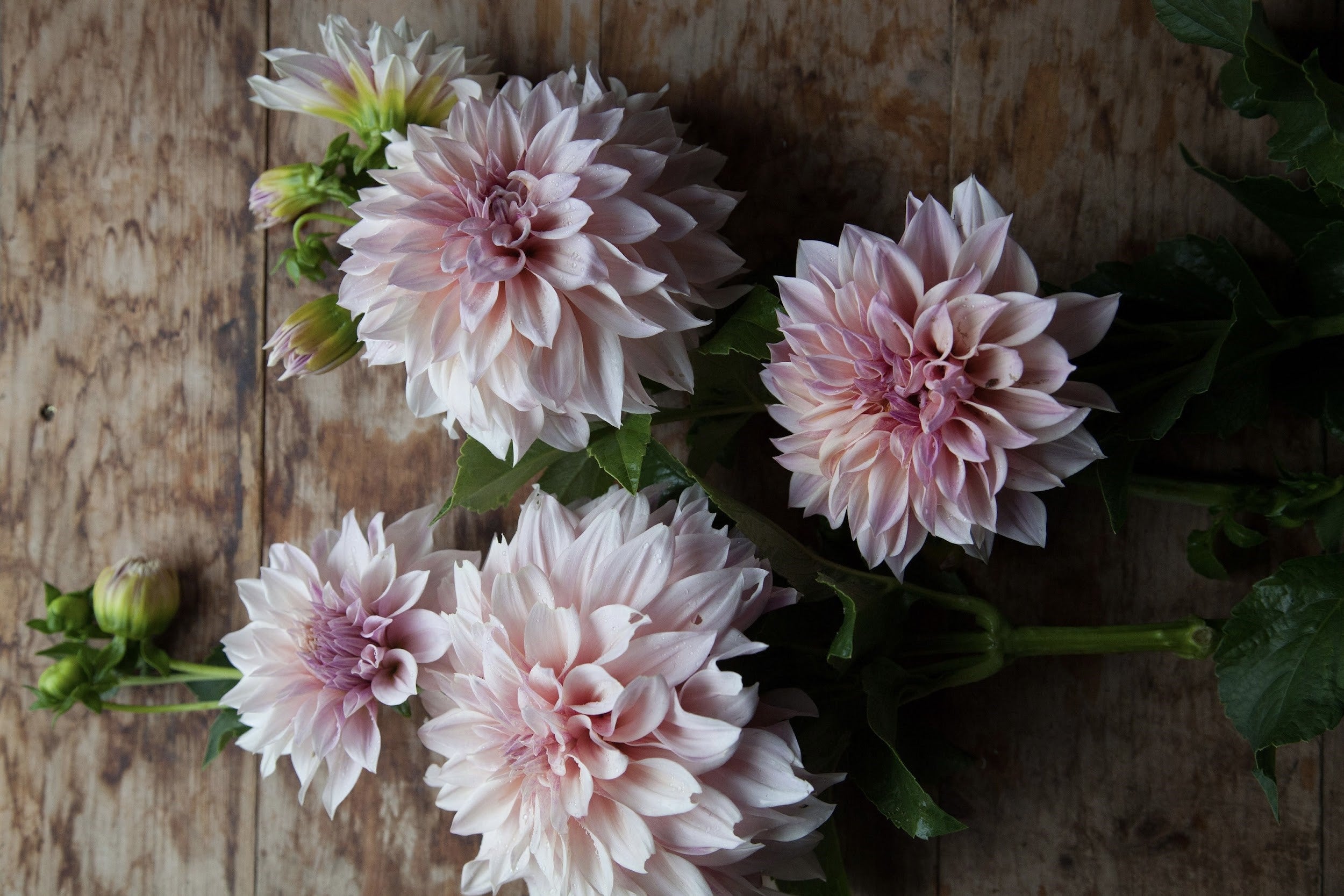 Mocha, pink and lavender Dahlia tuber