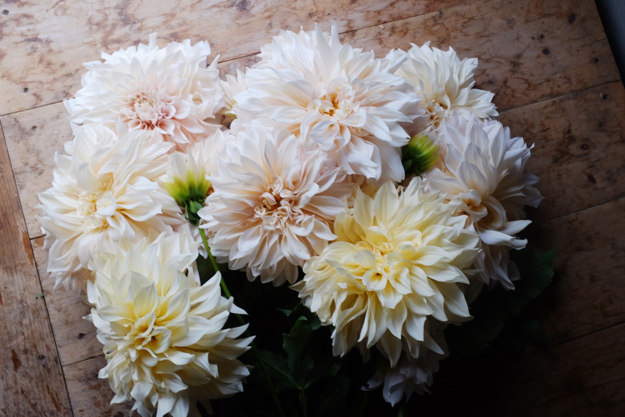 Mocha, pink and lavender Dahlia tuber