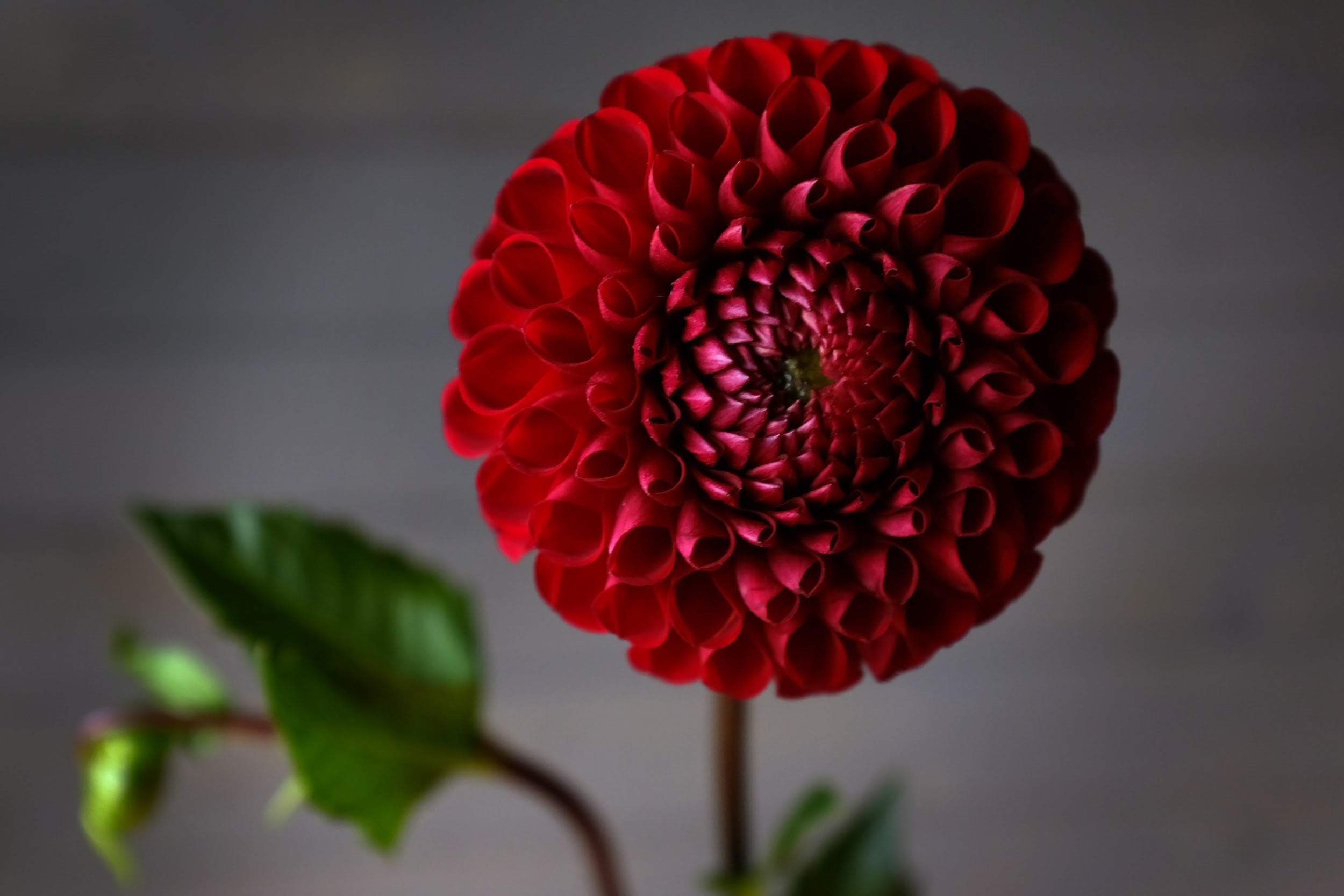 Deep red Dahlia Tubers