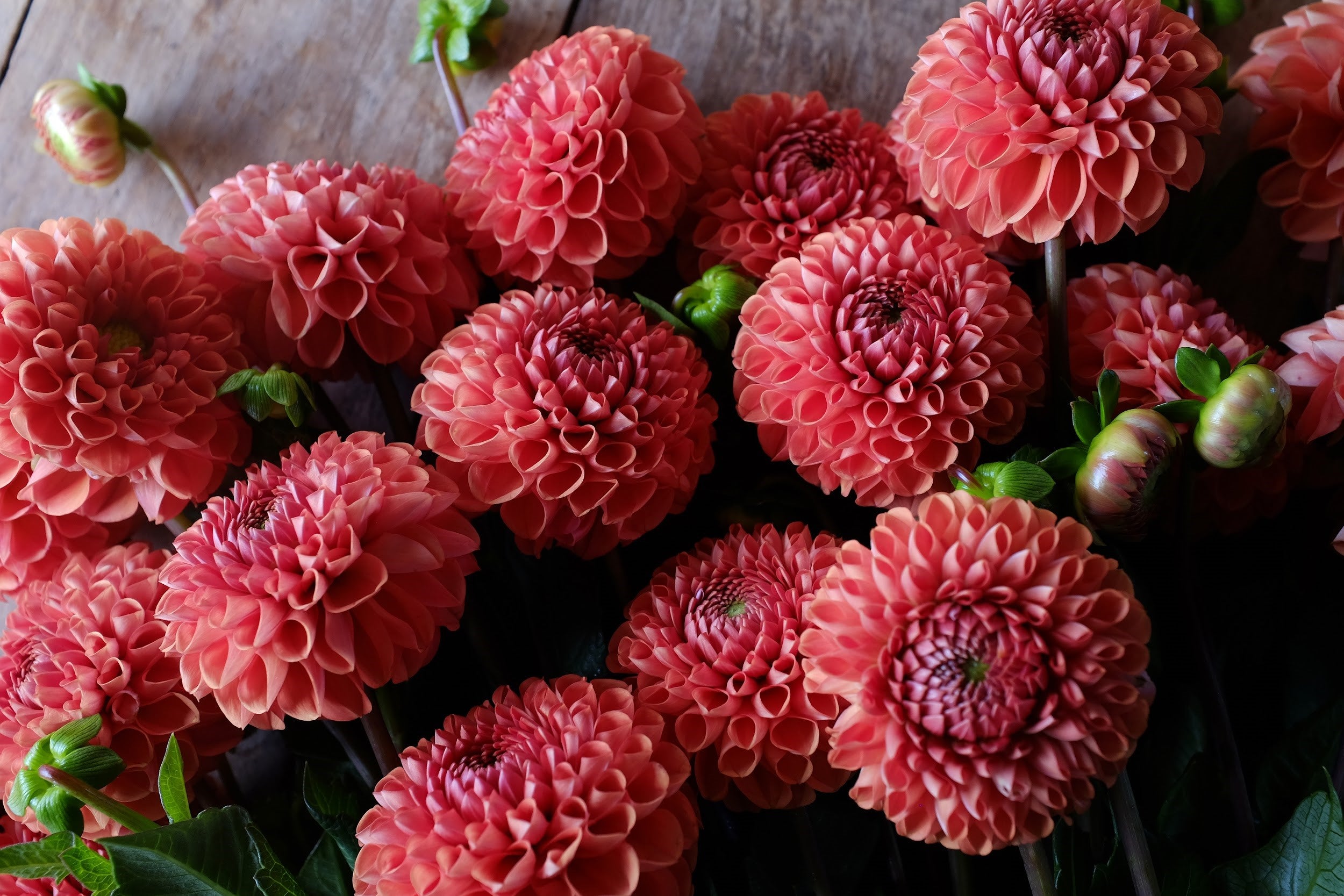 Brown and terracotta Dahlia Tubers