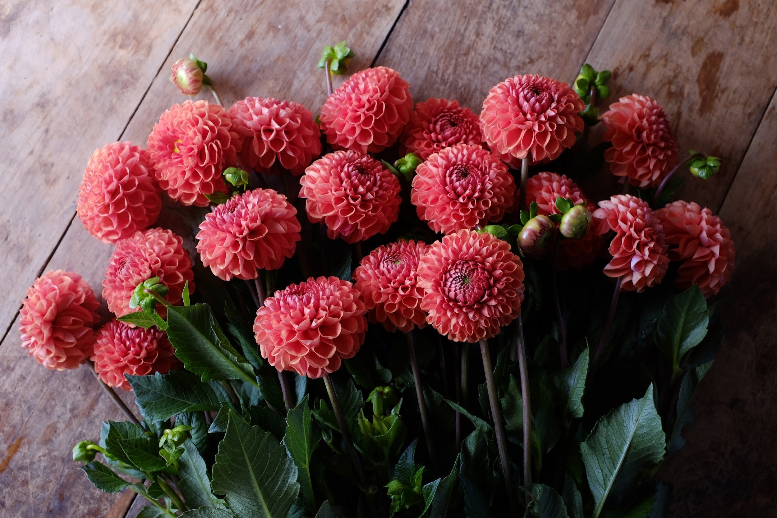 Brown and terracotta Dahlia Tubers