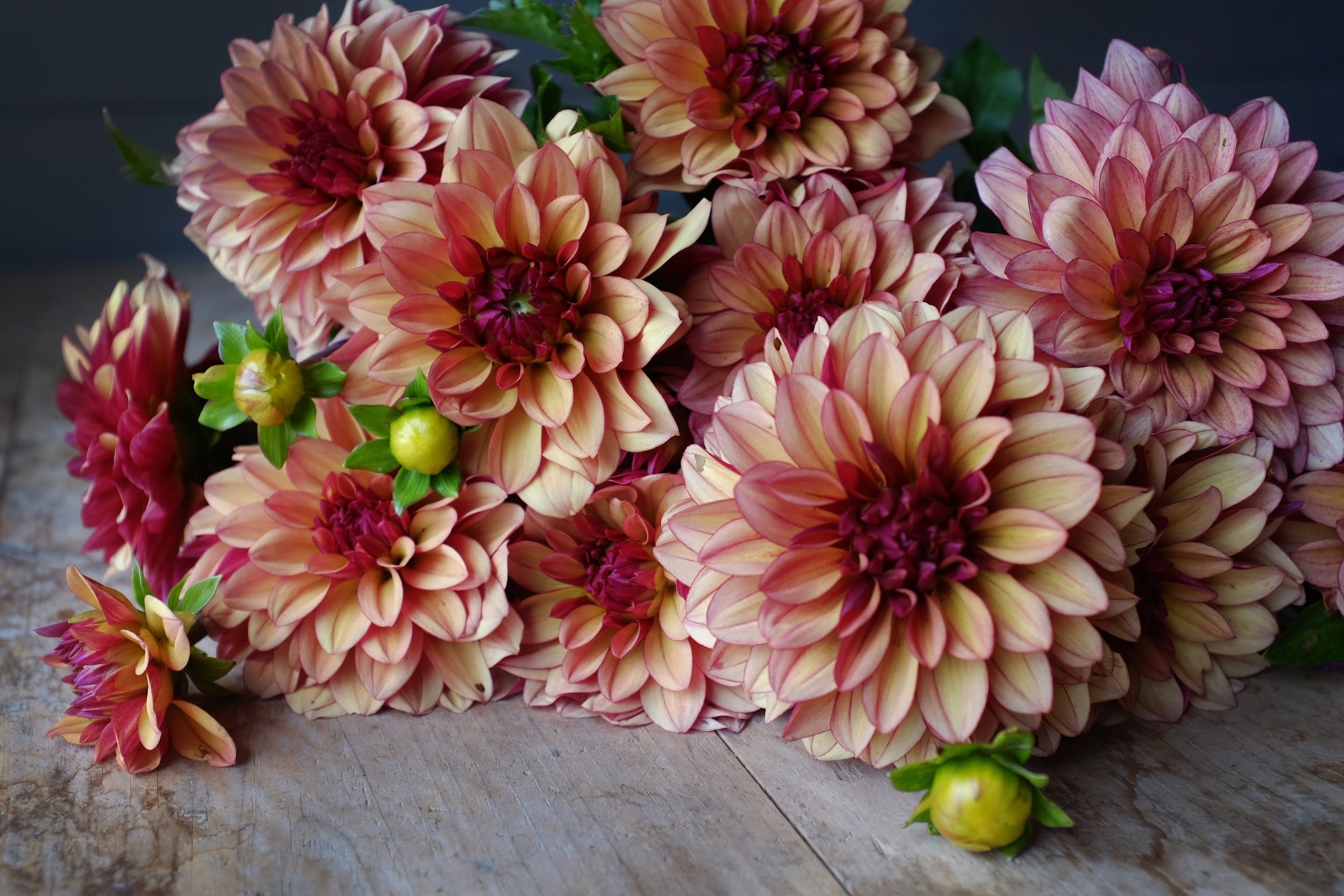 Cream, red and purple Dahlia Tubers