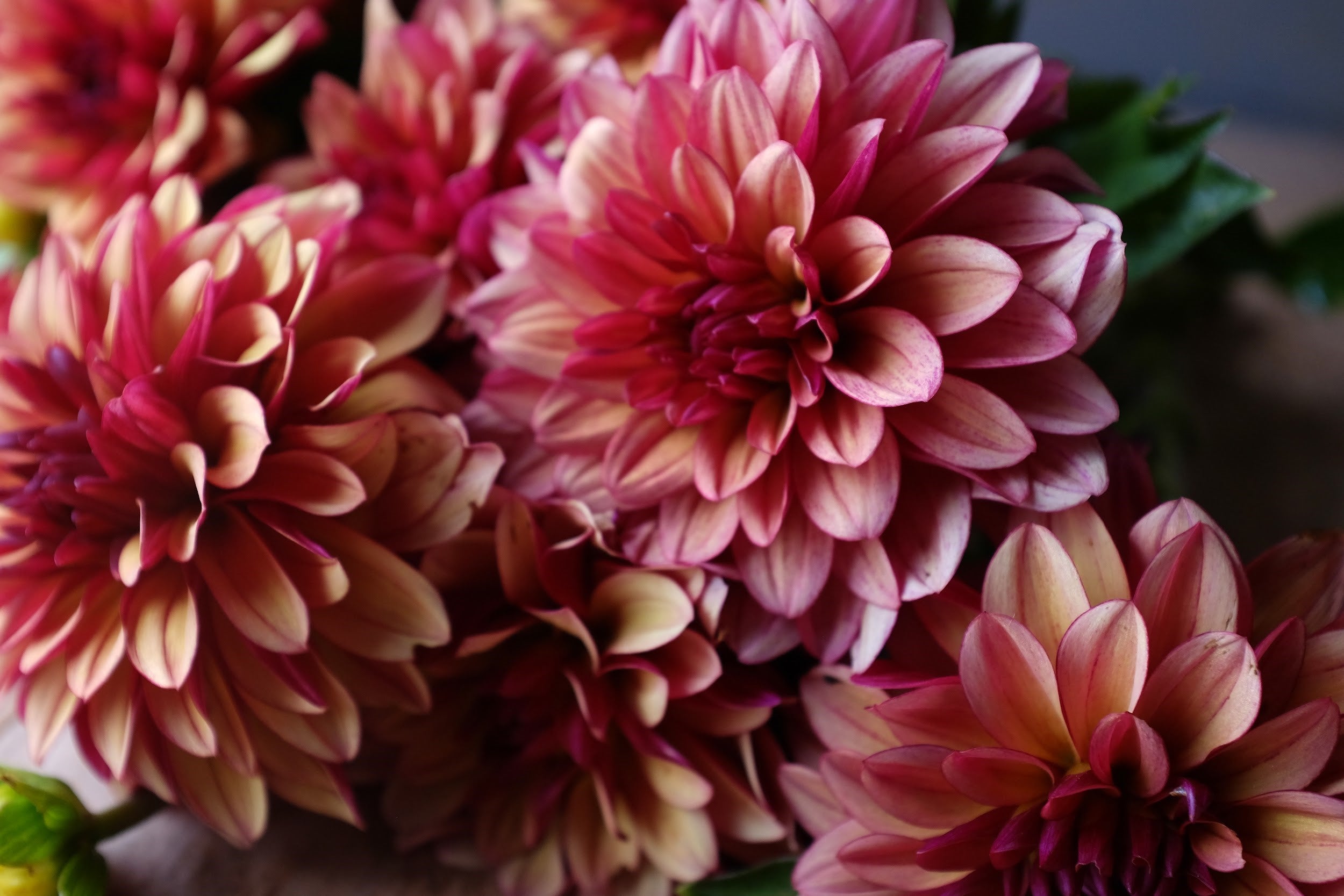 Cream, red and purple Dahlia Tubers