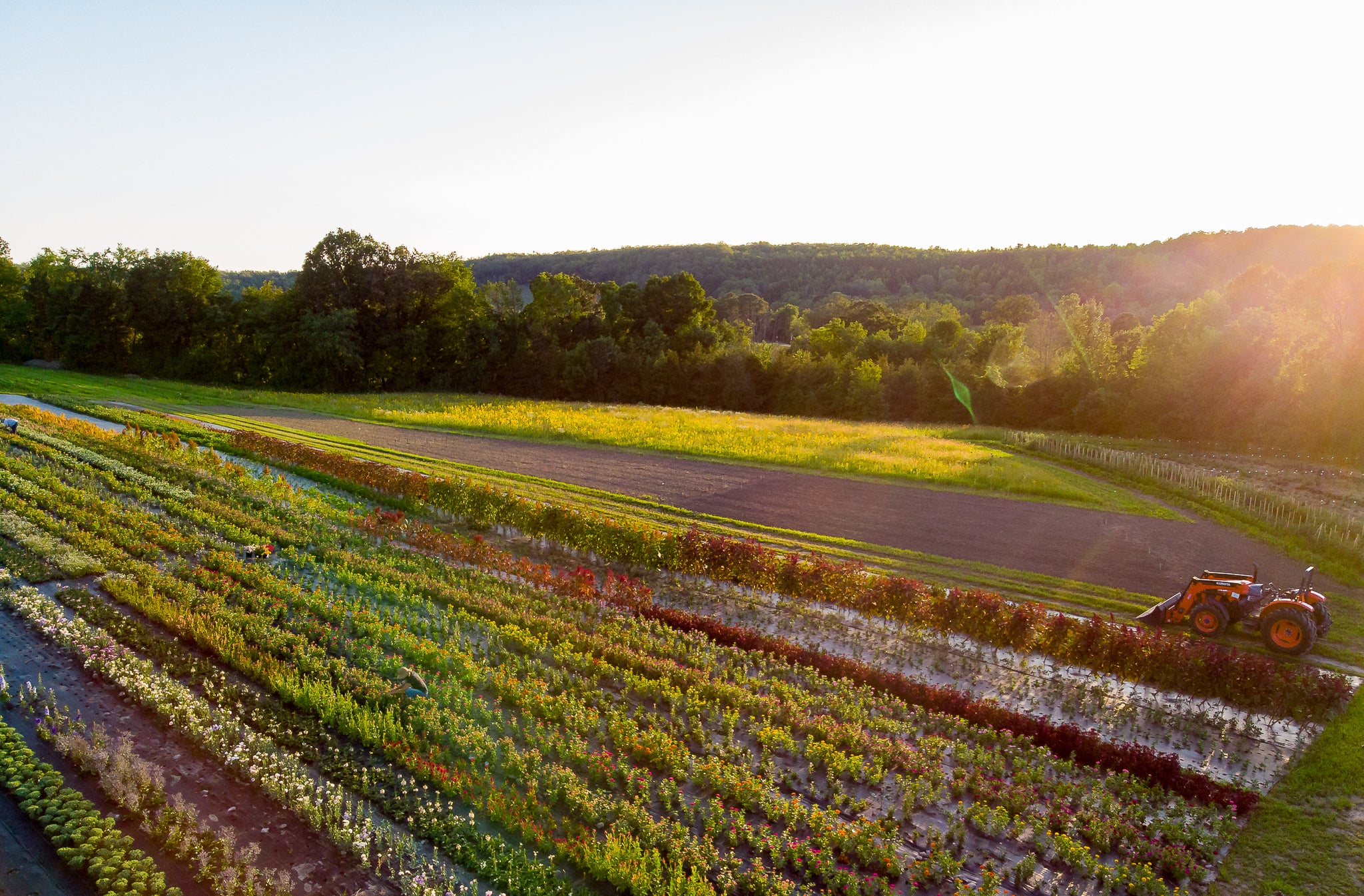 Farm field with sun shining in