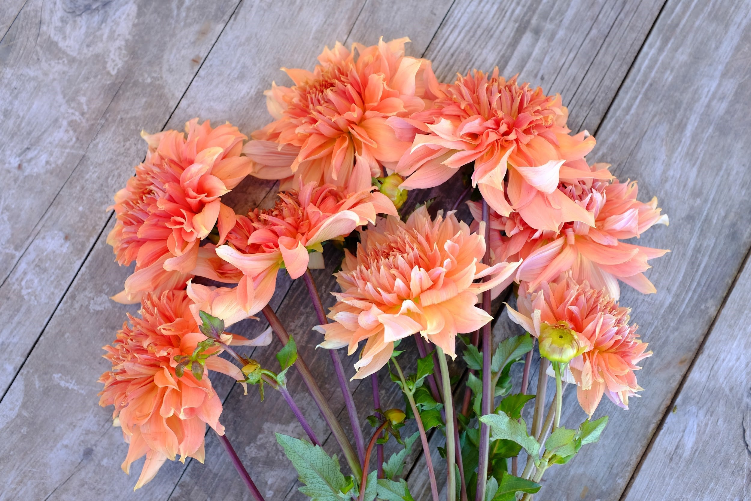 Cream and pink Dahlia Tubers