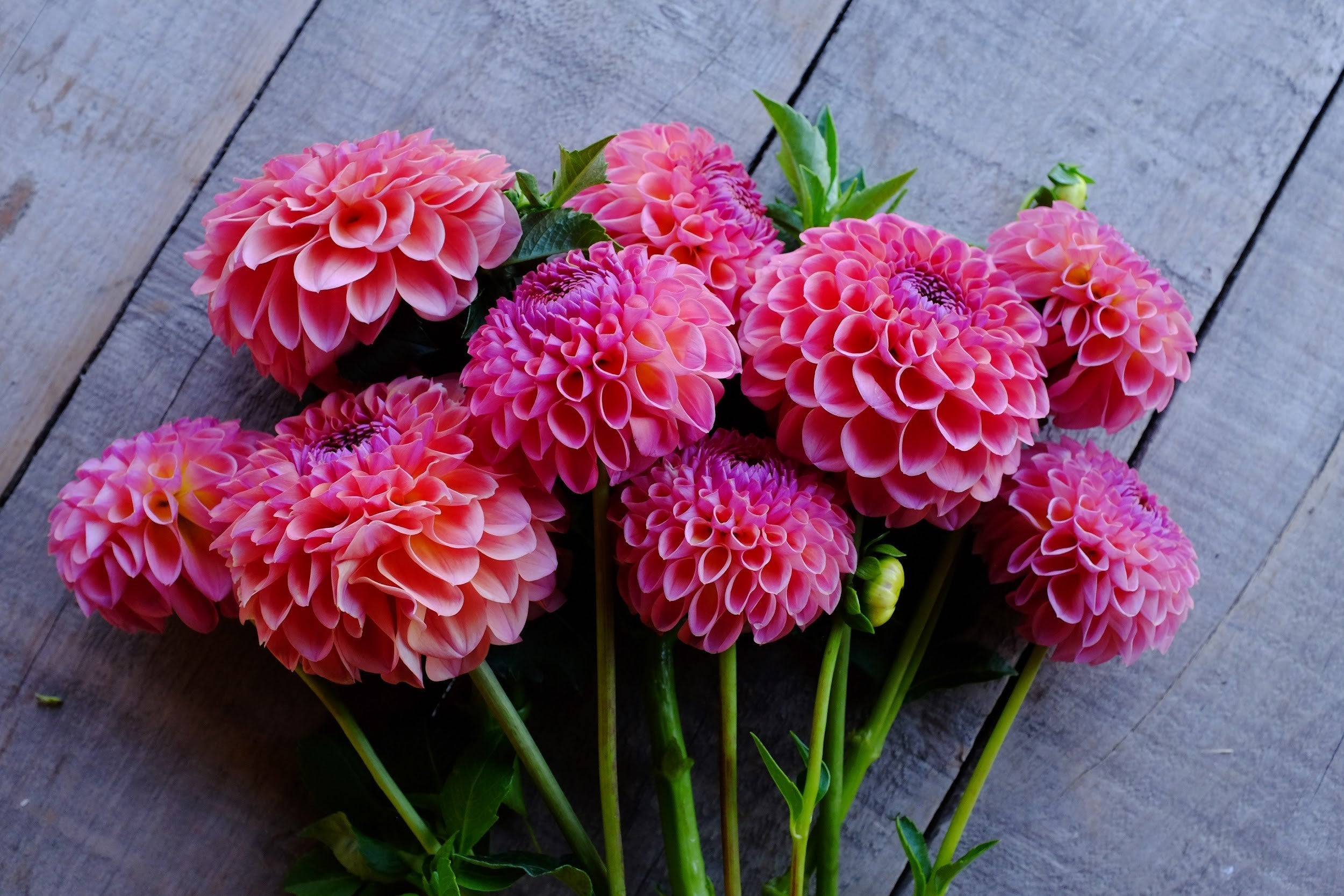 Coral pink and mauve Dahlia Tubers