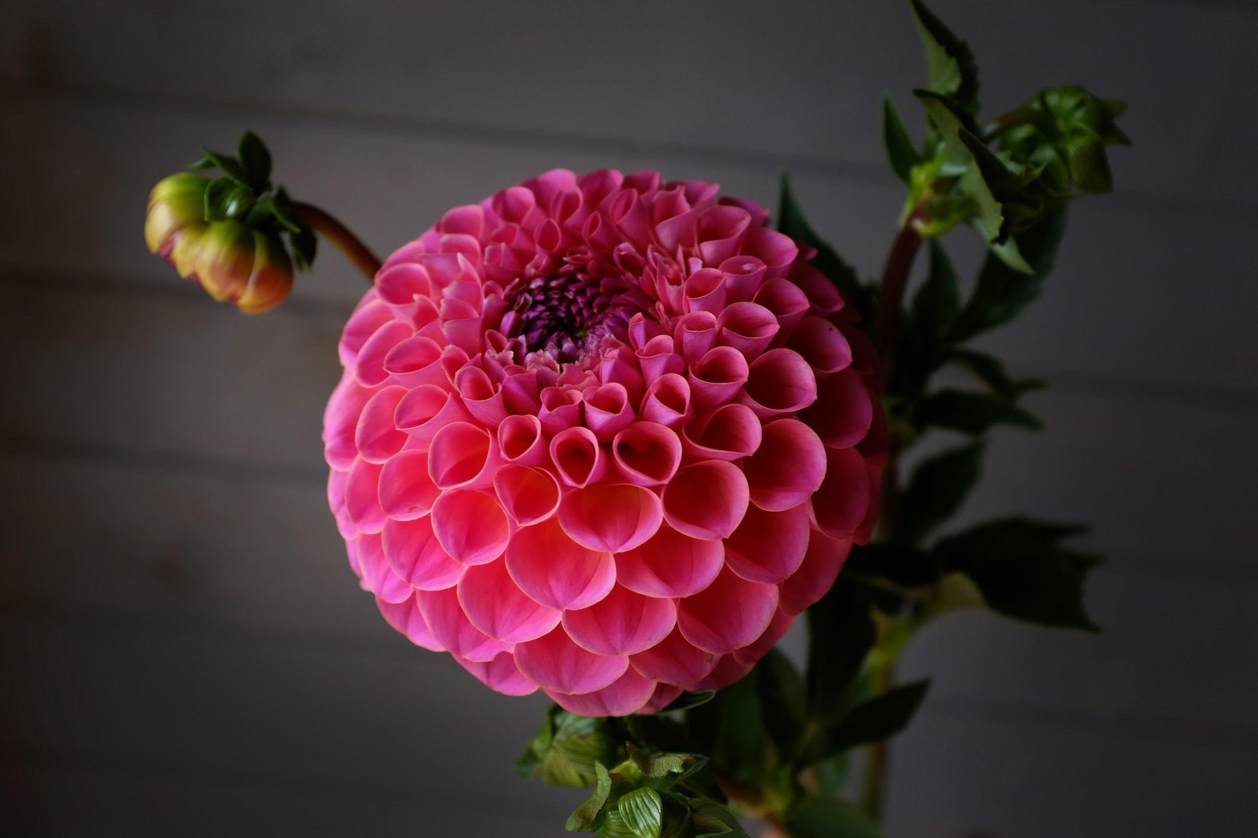 Coral pink and mauve Dahlia Tuber
