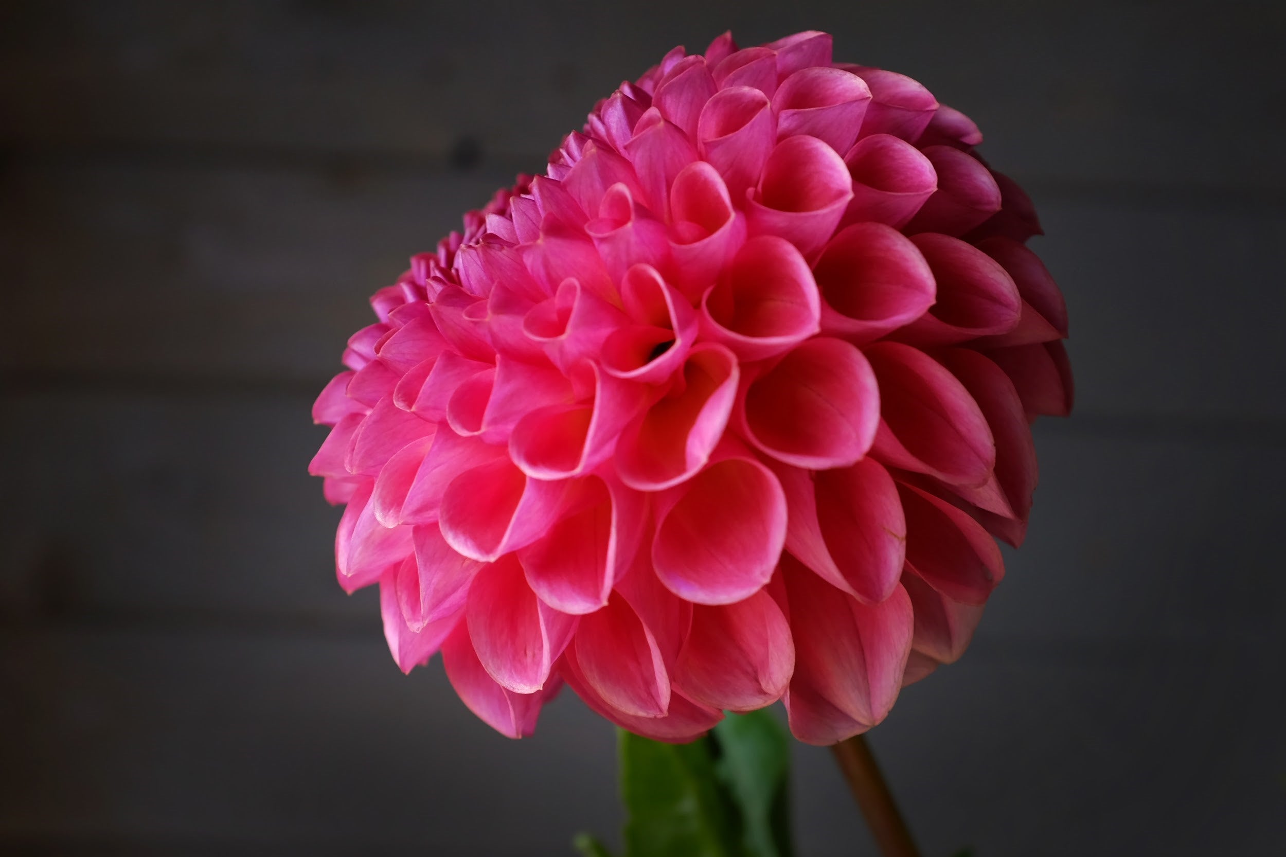Coral pink and mauve Dahlia Tuber