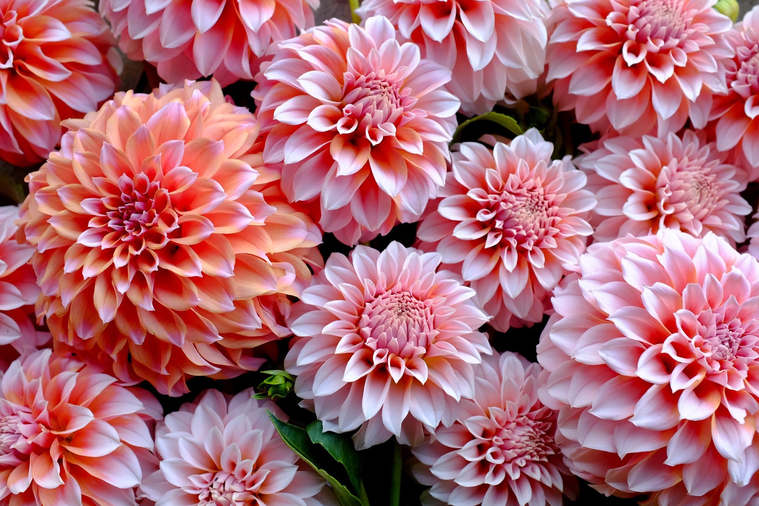 Orange, pink and blush Dahlia Tubers