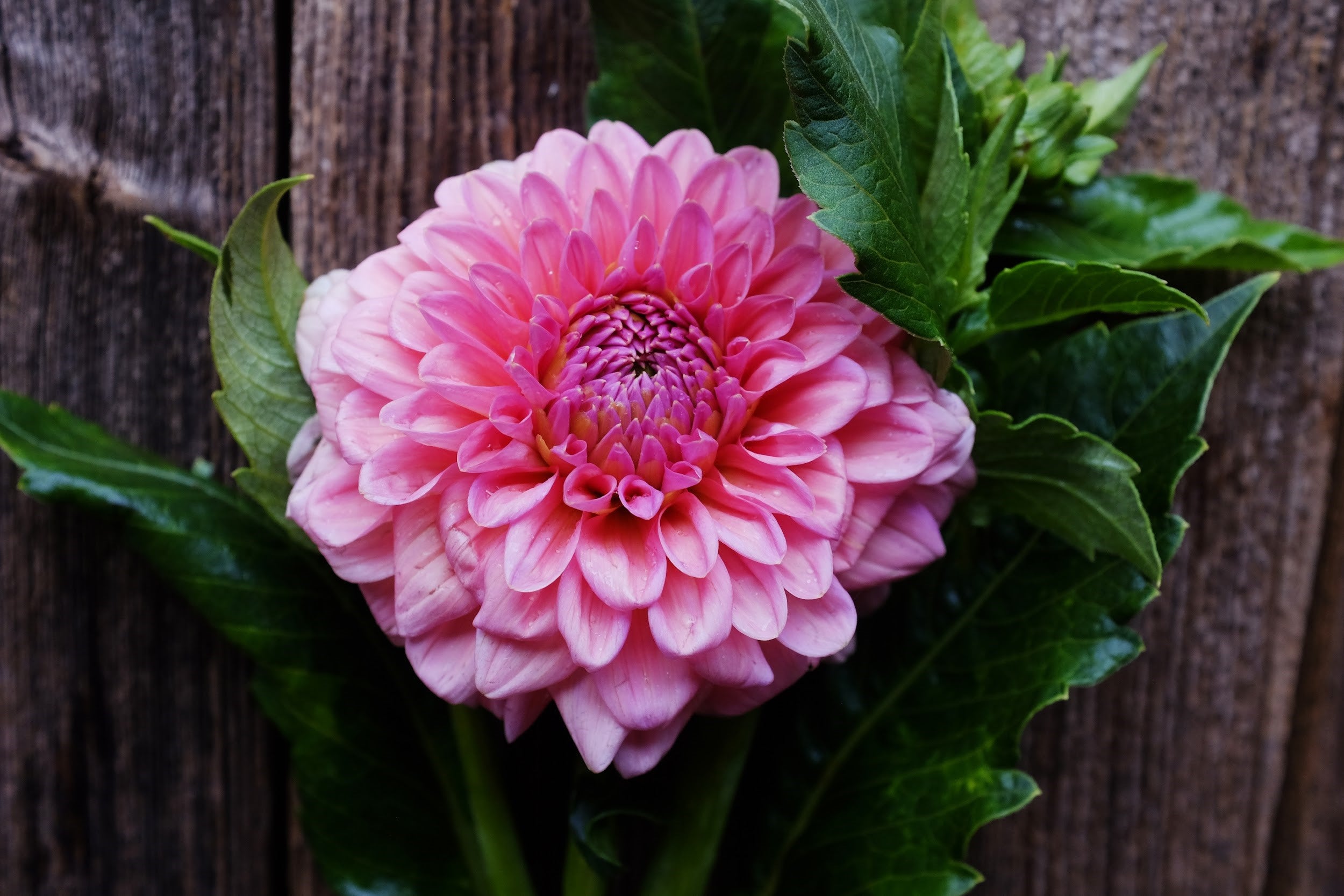 Bright pink Dahlia Tuber