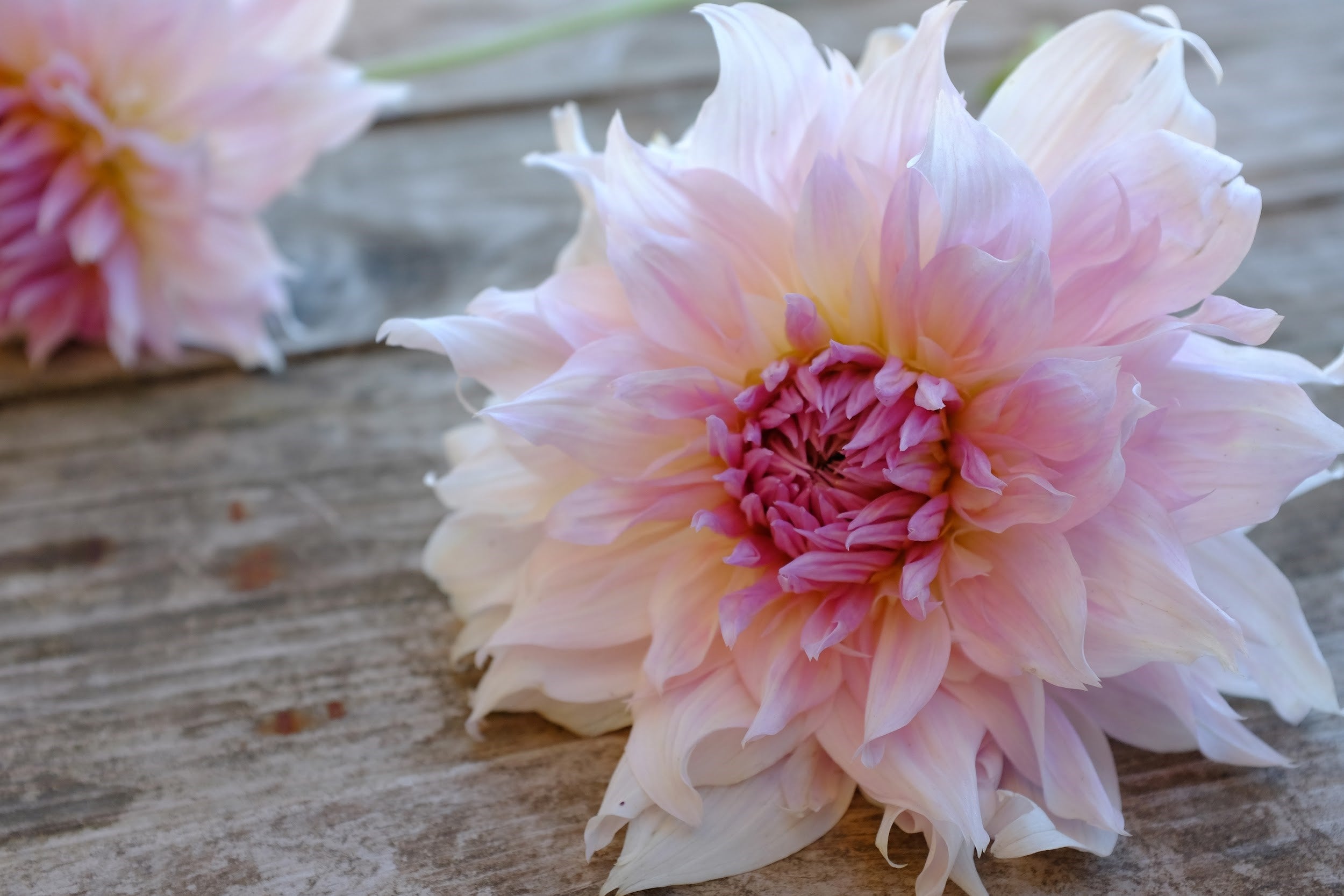 Blush pink and lavender Dahlia Tubers