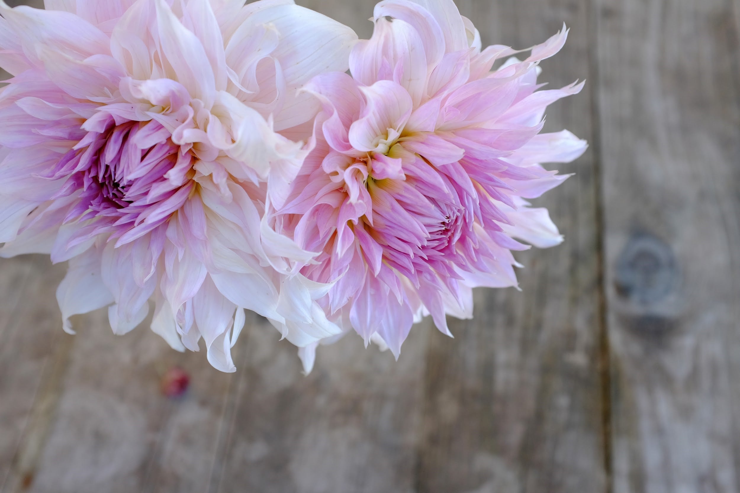 Blush pink and lavender Dahlia Tubers