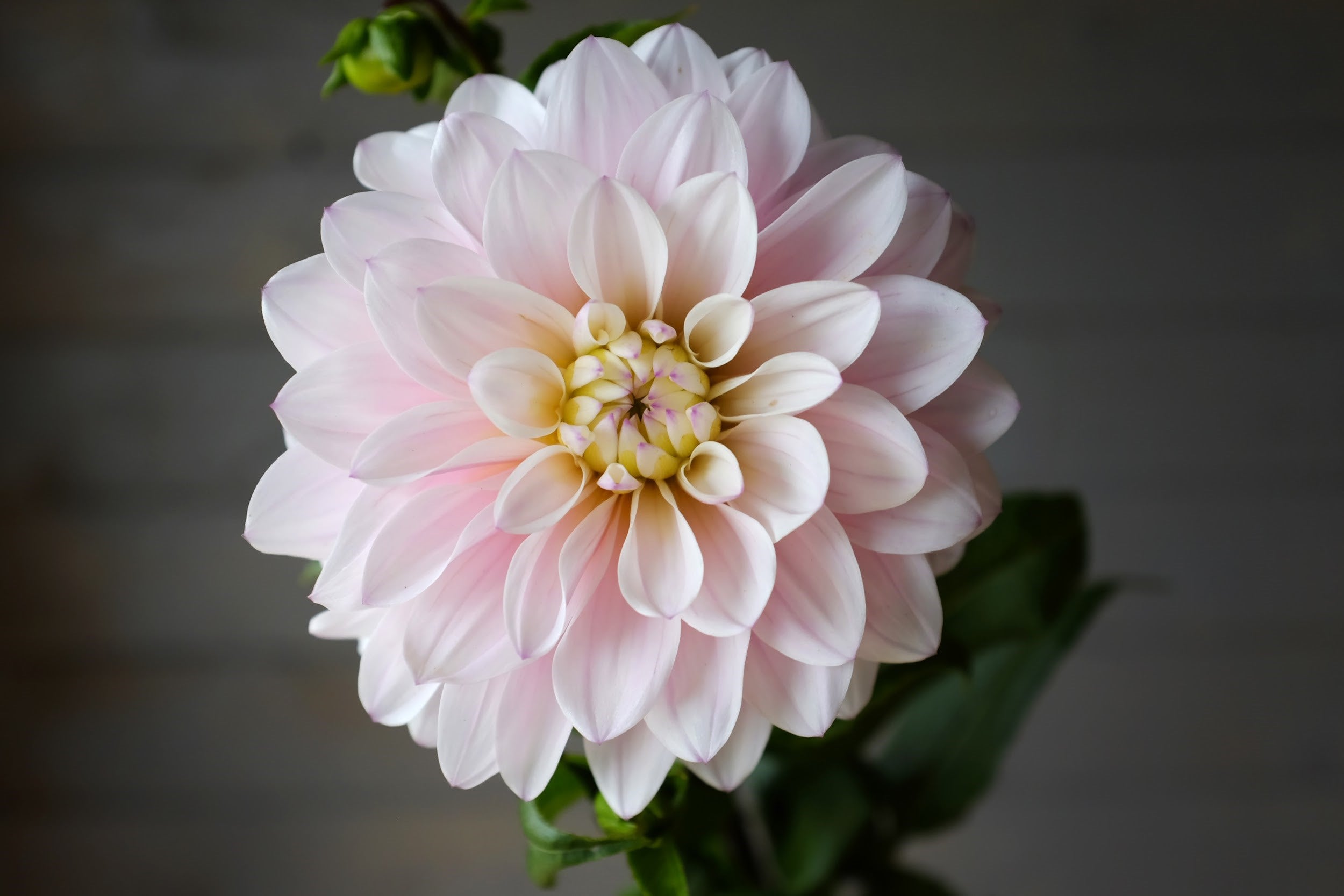 Pink and purple Dahlia Tuber