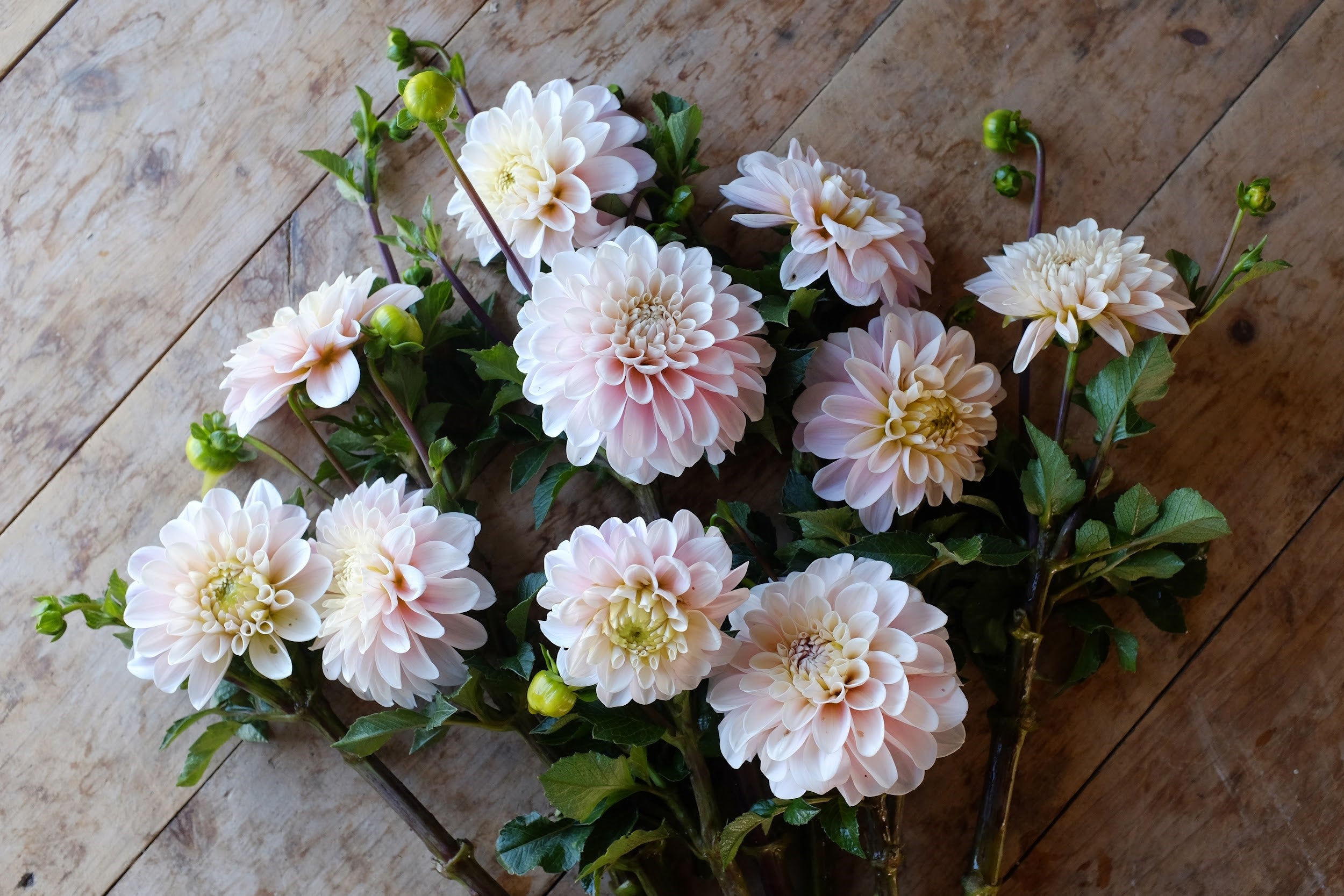 Soft blushy pink Dahlia Tubers