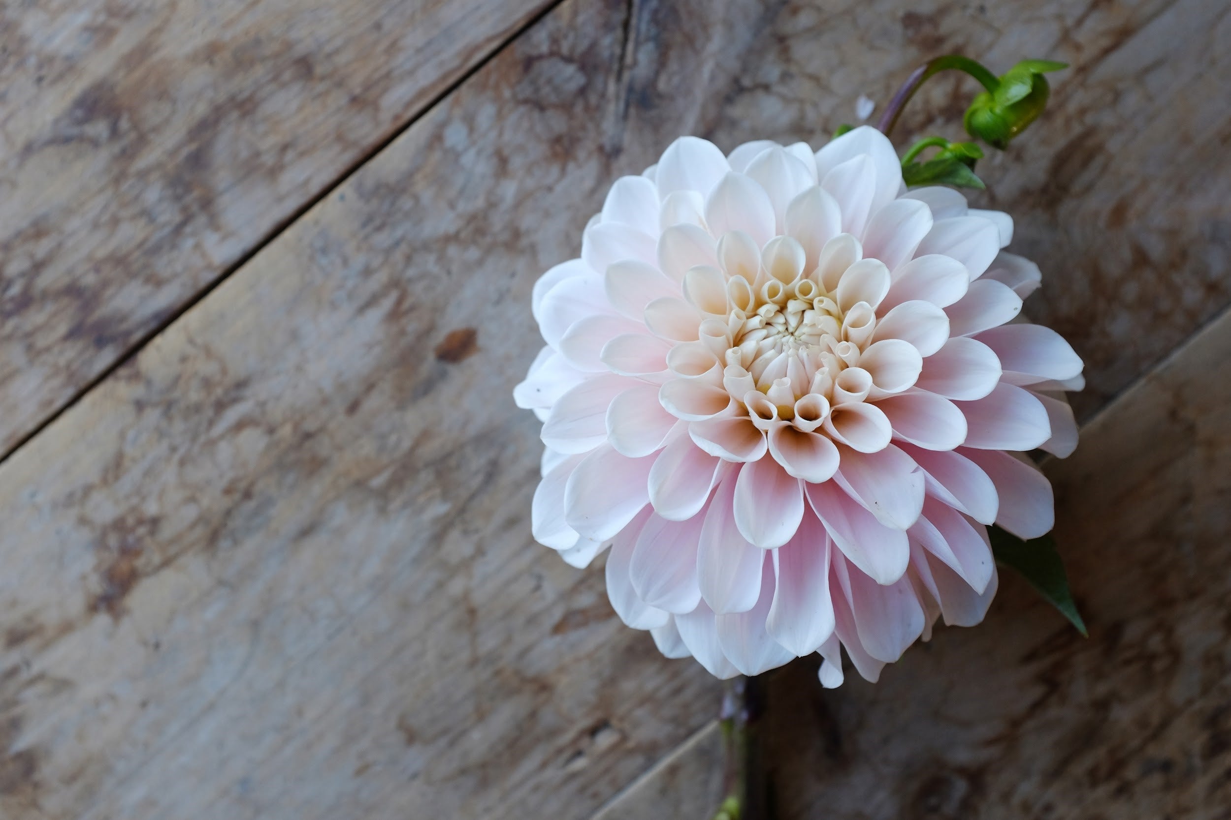 Soft blushy pink Dahlia Tuber