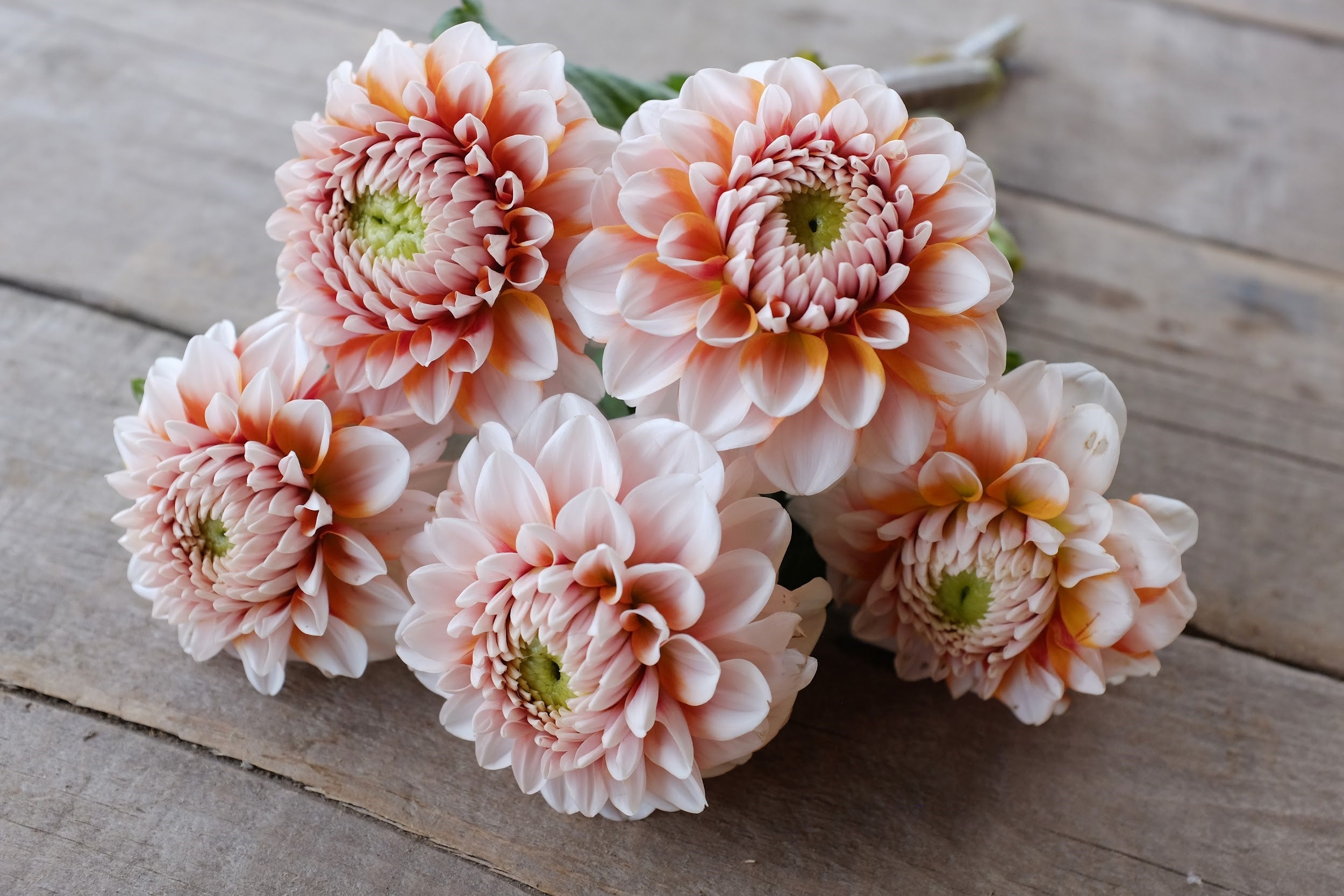 White and tangerine Dahlia Tubers