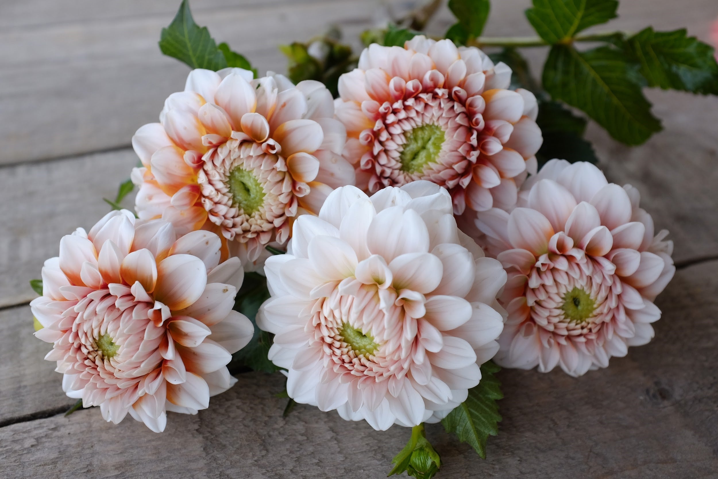 White and tangerine Dahlia Tubers