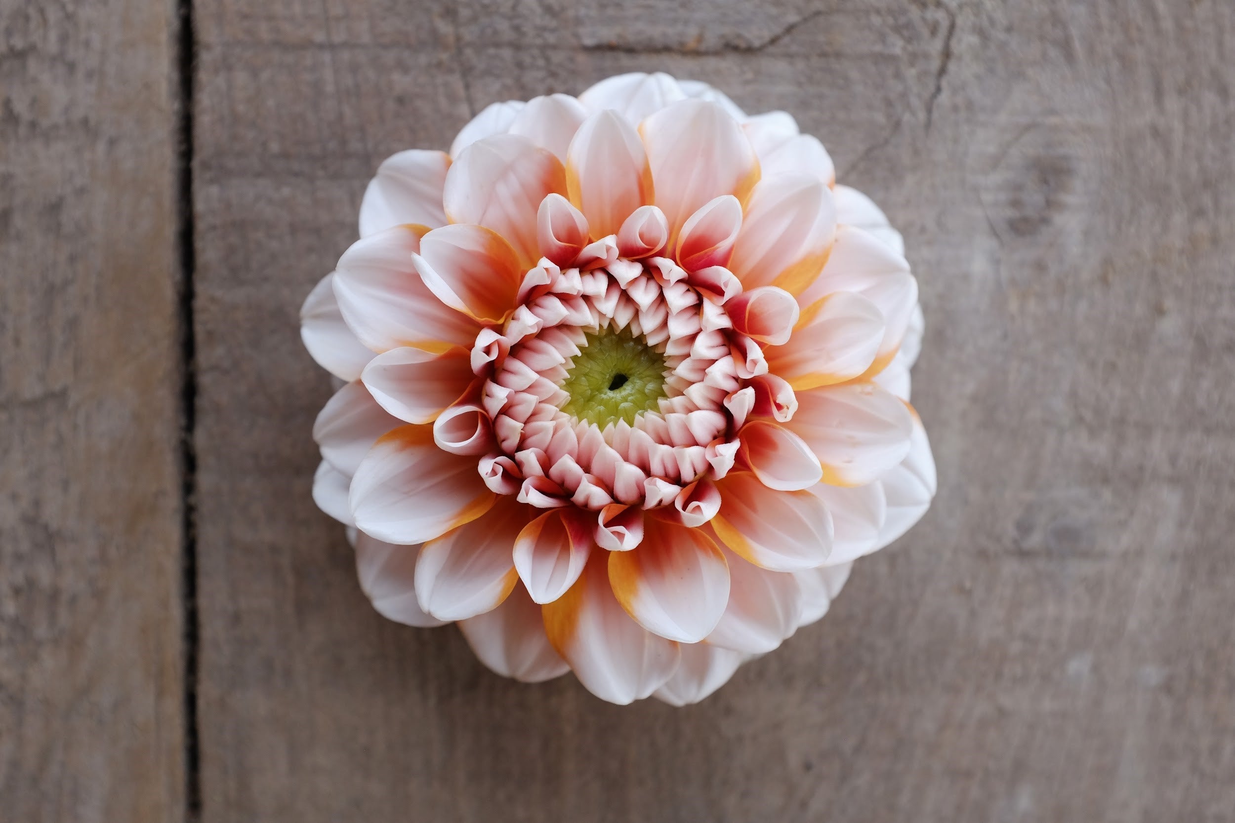 White and tangerine Dahlia Tuber