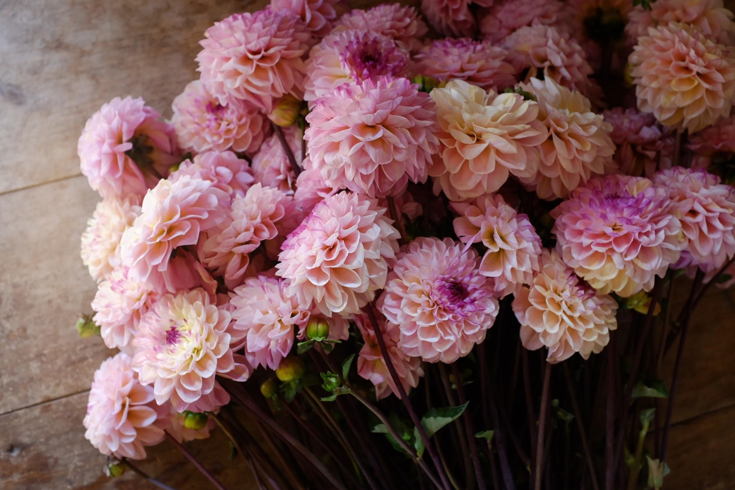 White and peach Dahlia Tubers